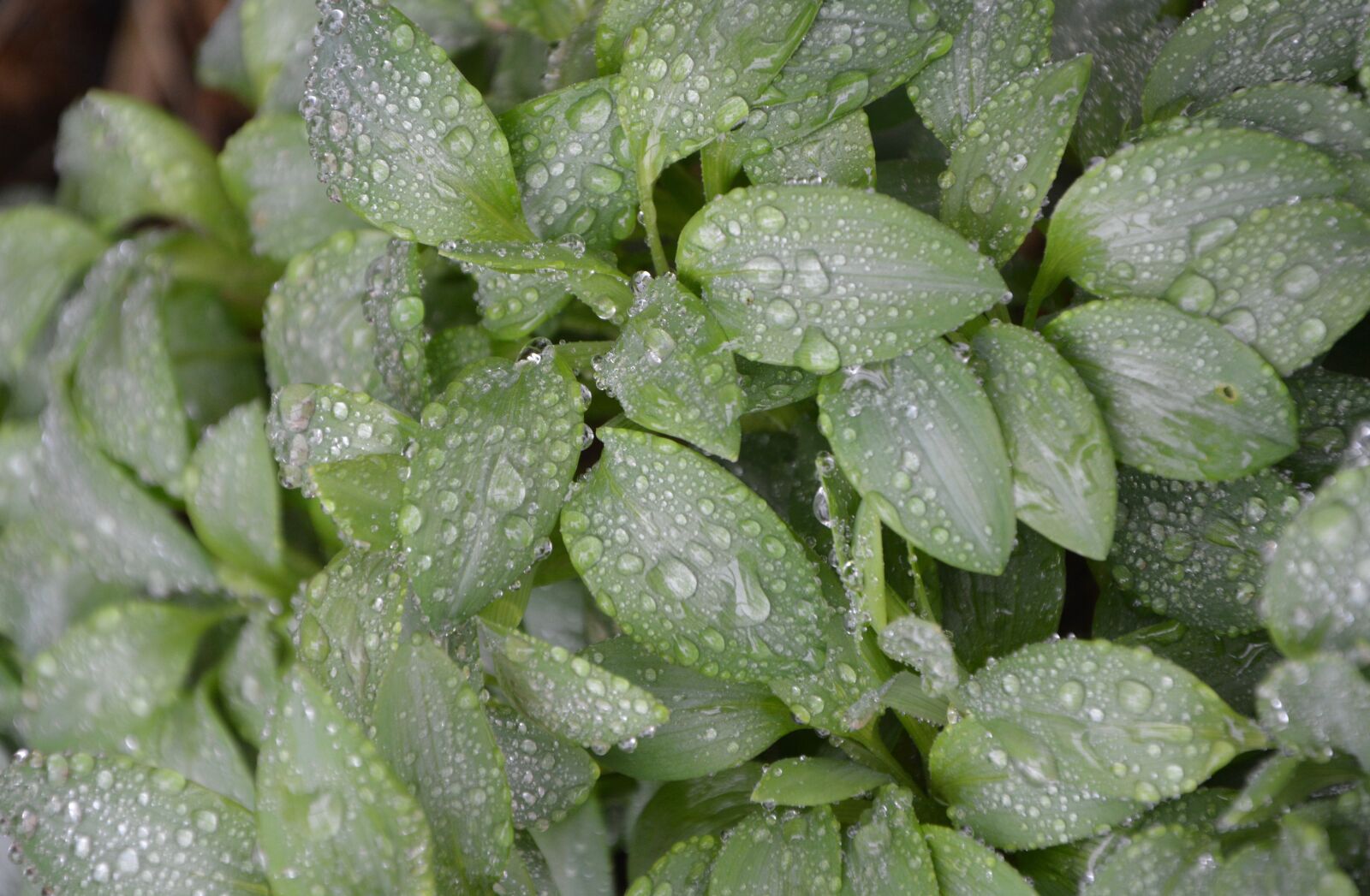 Nikon D5200 sample photo. Green plant, green leaves photography