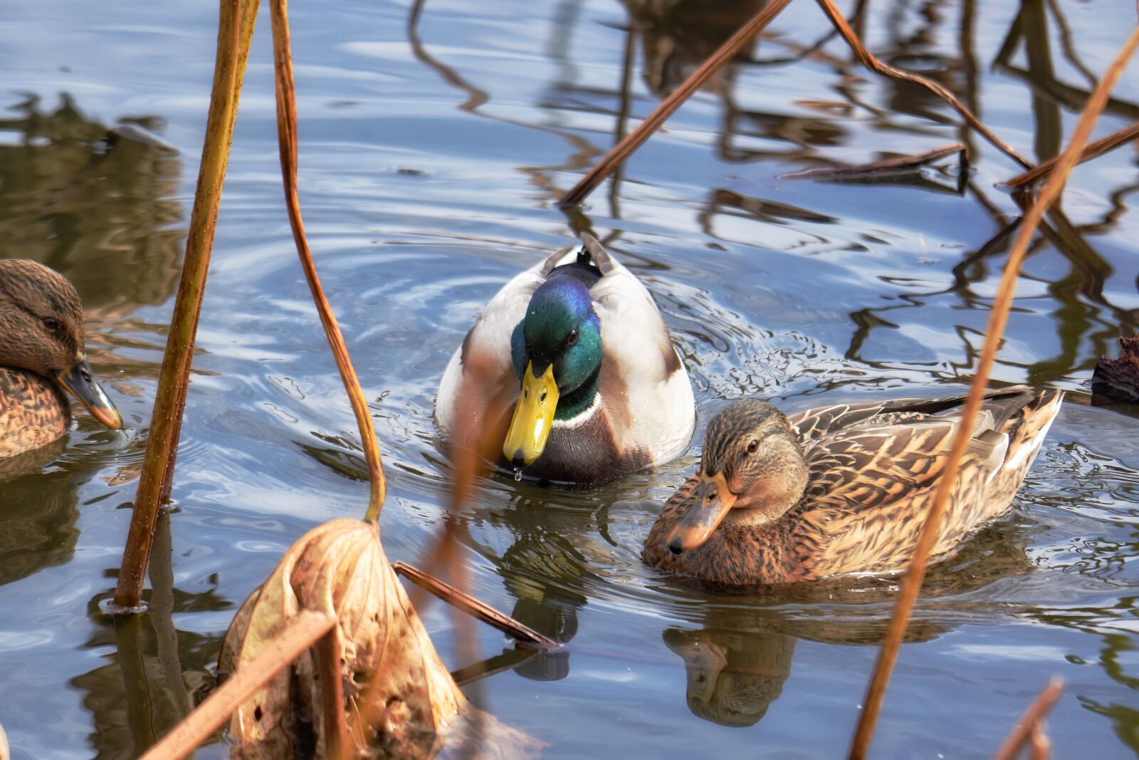 Nikon D7200 sample photo. Animal, pond, bird photography