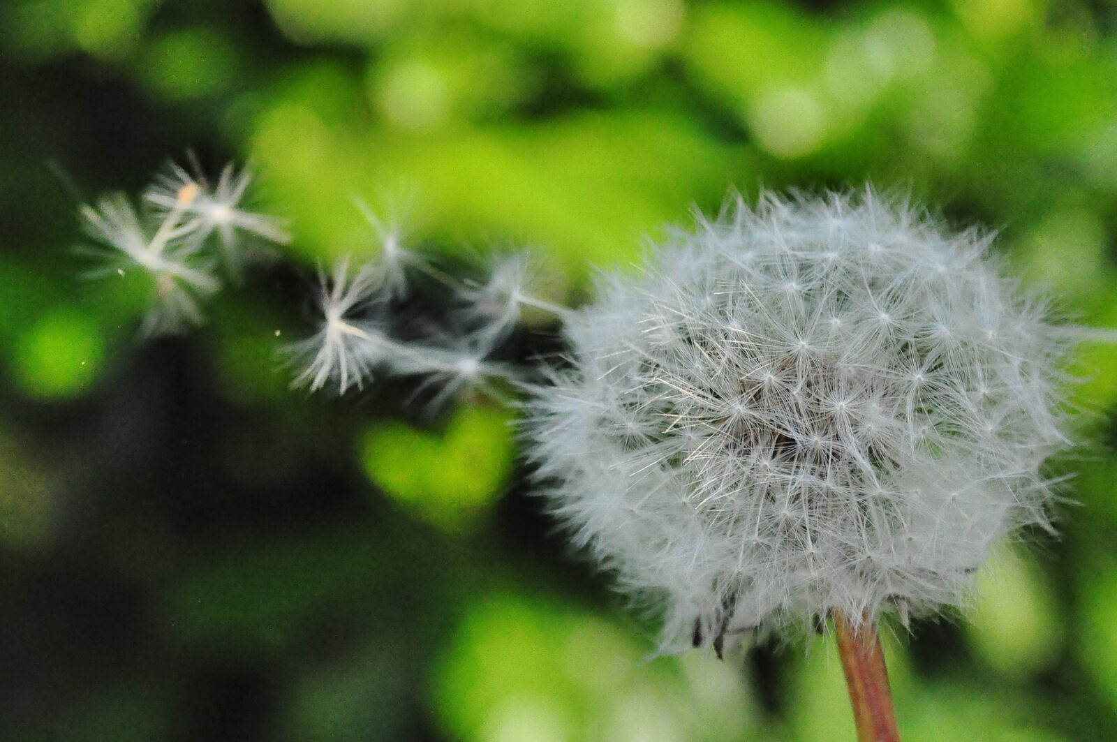 Nikon D5000 sample photo. Dandelion, seed, blowing photography