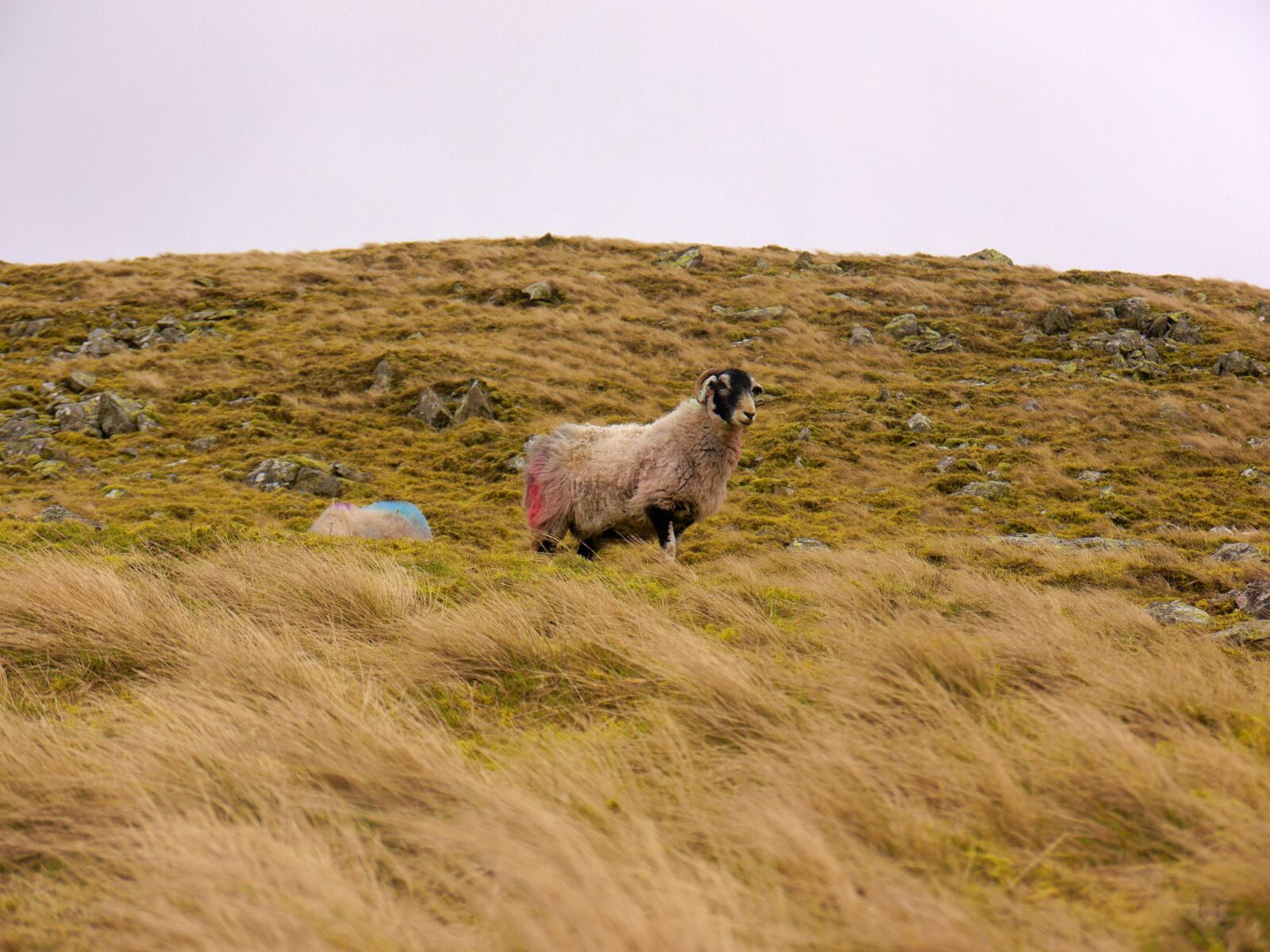 Panasonic Lumix DMC-G5 sample photo. Sheep, grass, landscape photography