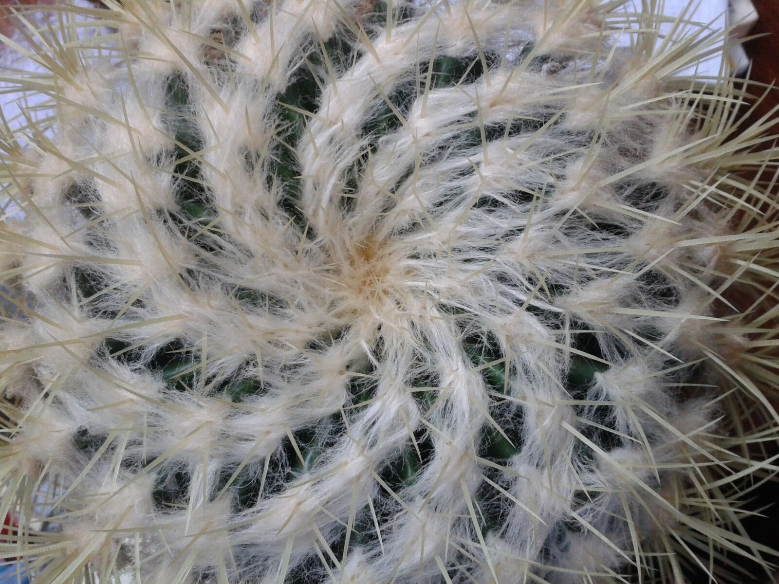 Samsung Galaxy Ace sample photo. Cactus, structure, spiral photography