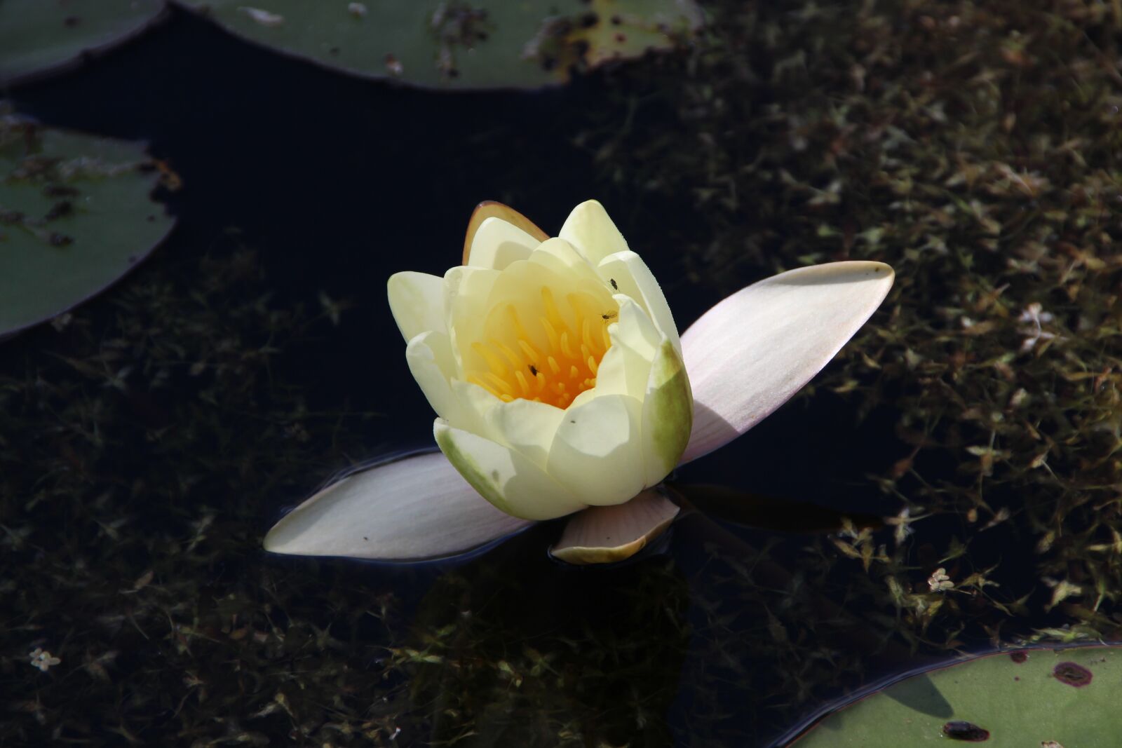 Canon EOS 600D (Rebel EOS T3i / EOS Kiss X5) sample photo. Water lily, pond, flower photography
