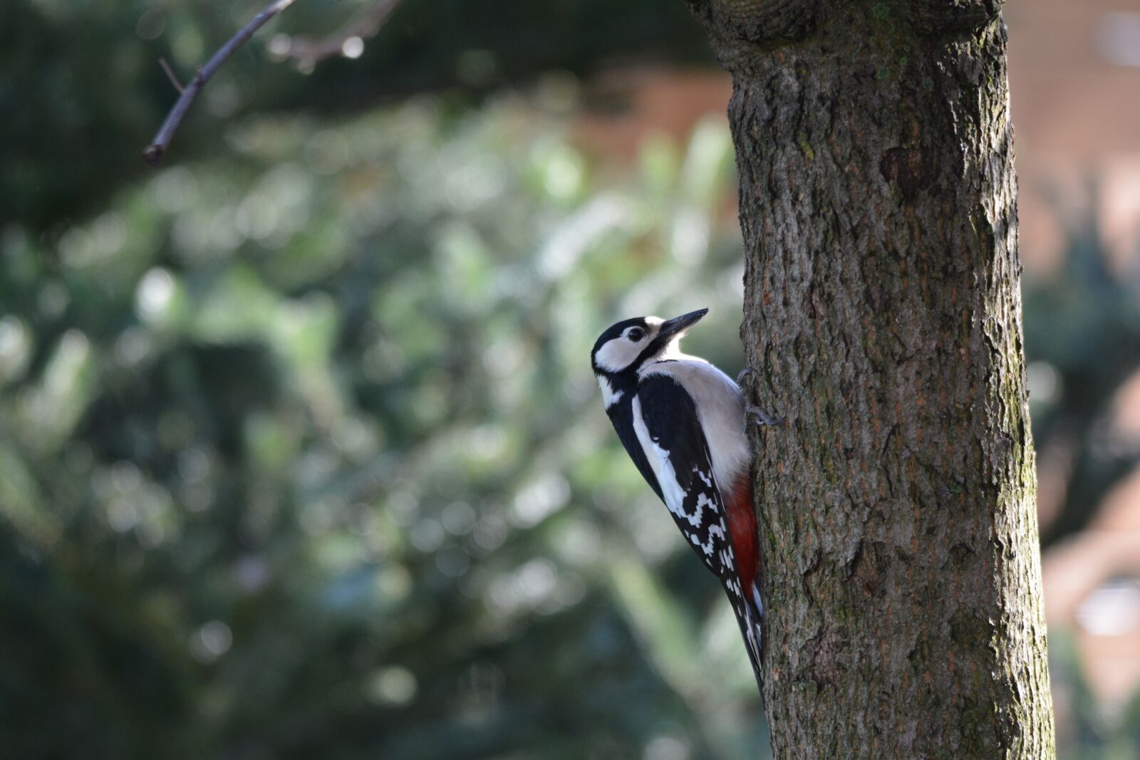 Nikon D7100 sample photo. Great spotted woodpecker, nature photography
