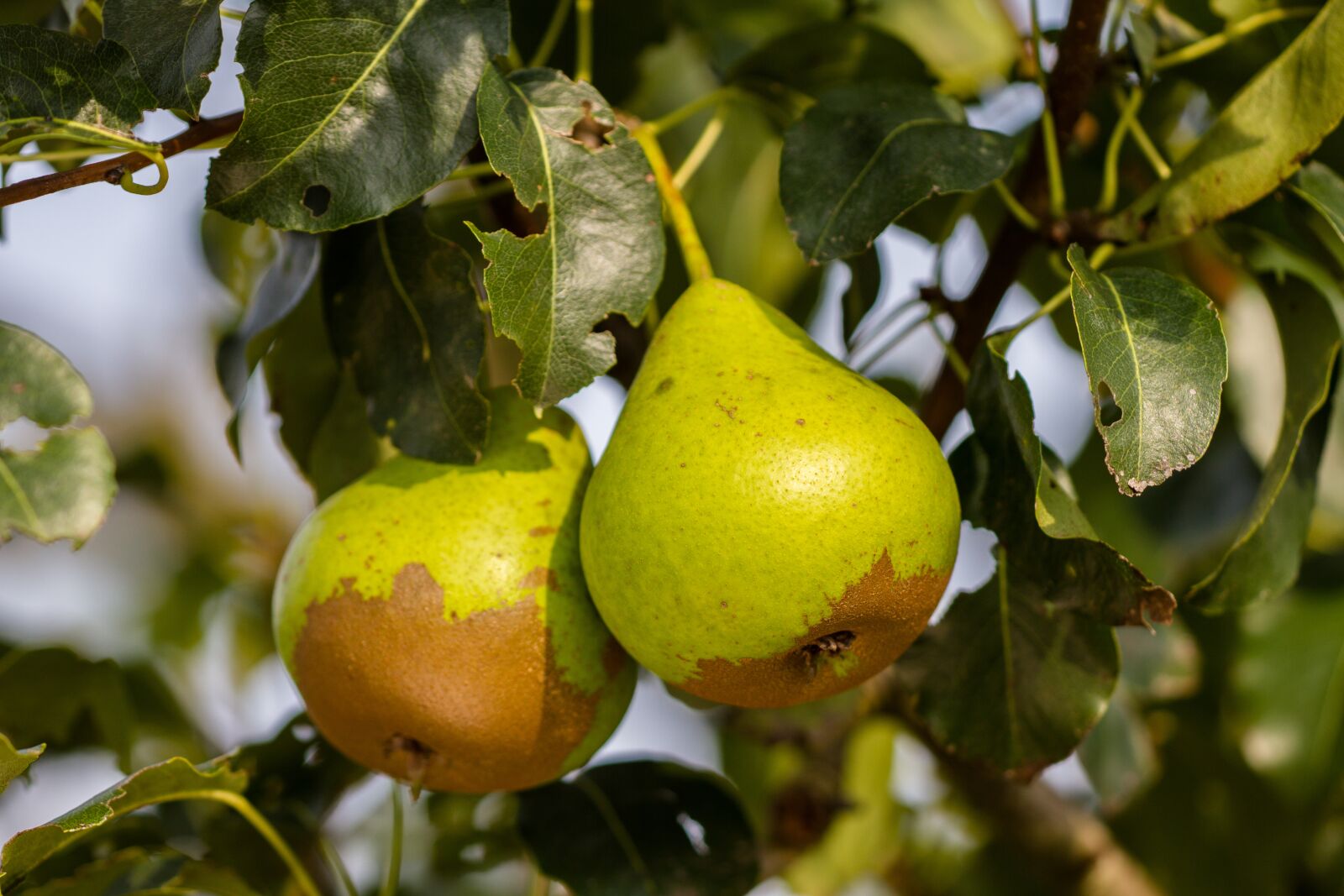 Canon EOS 7D sample photo. Pears, rust, fruit photography