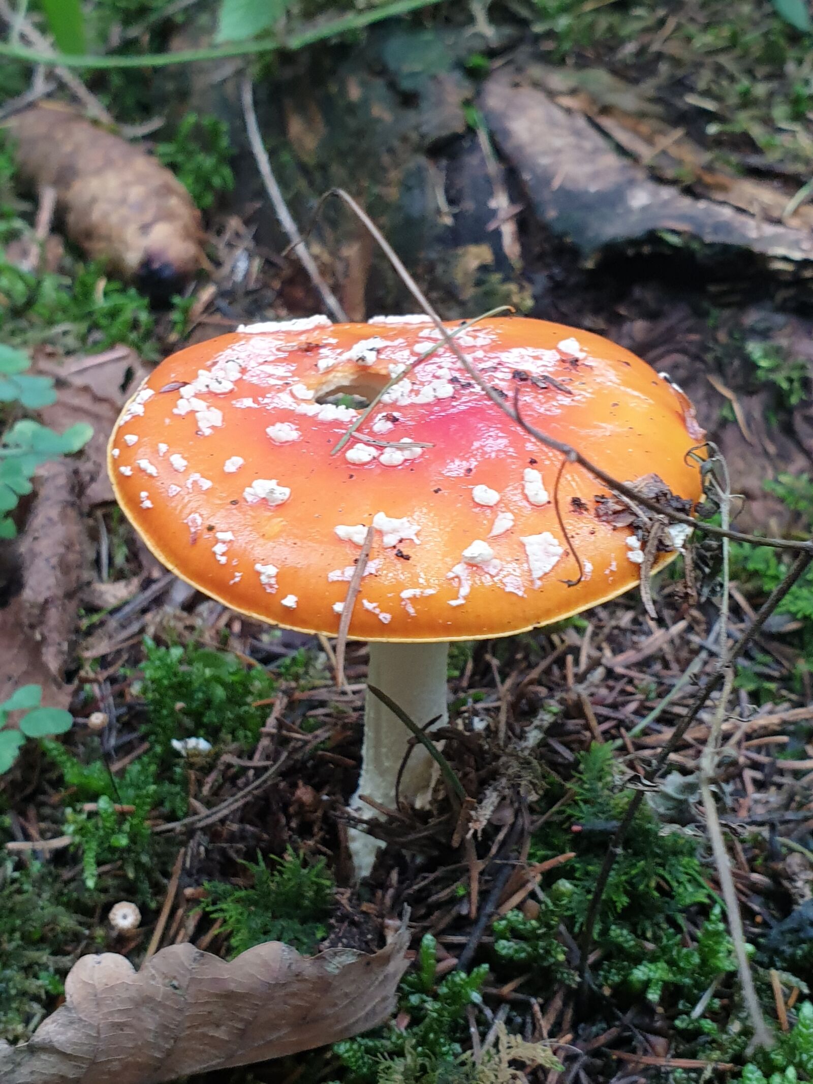 Samsung Galaxy Note9 sample photo. Mushroom, autumn, mushrooms photography