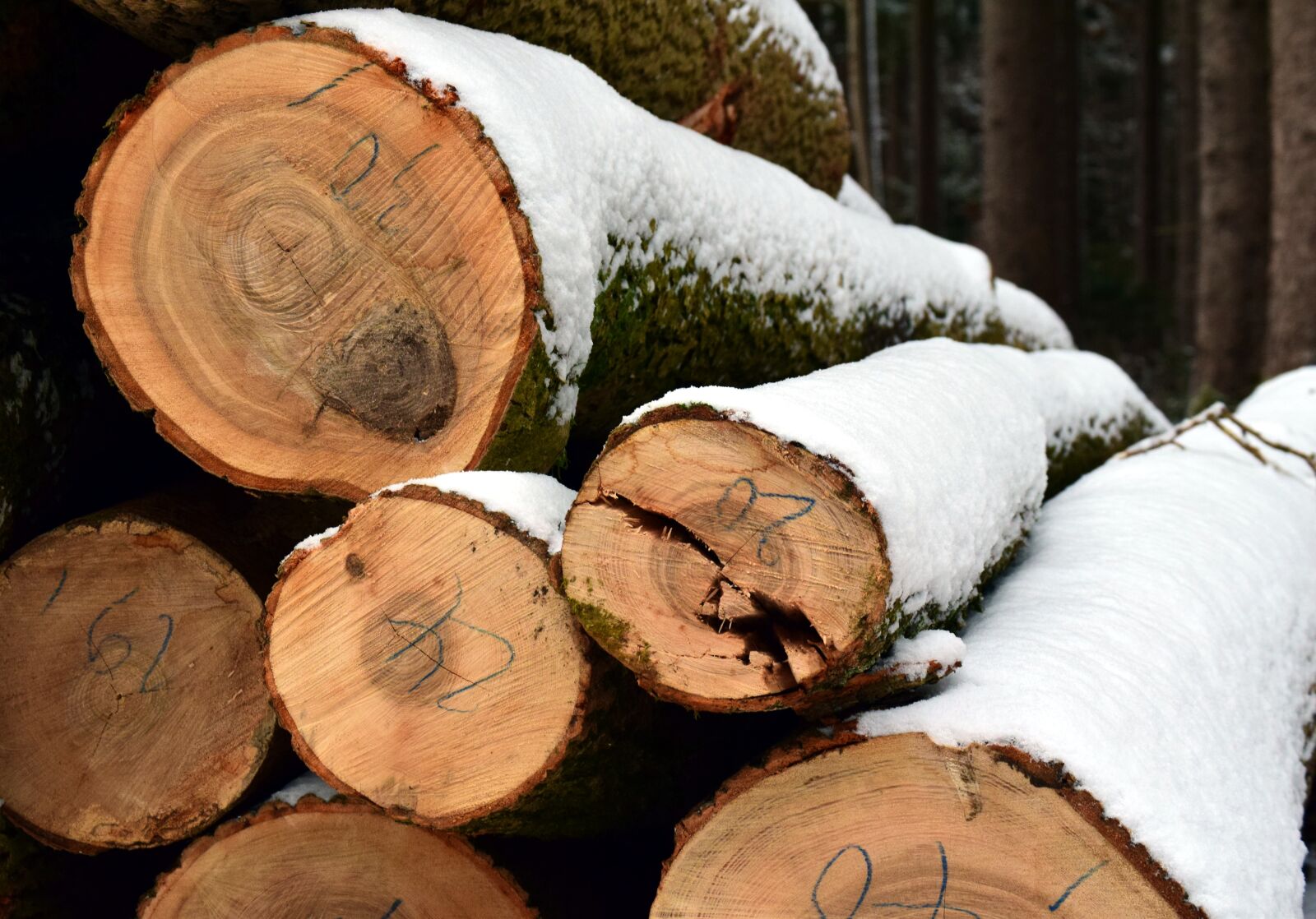 Nikon D3300 sample photo. Tree trunks, winter, snow photography