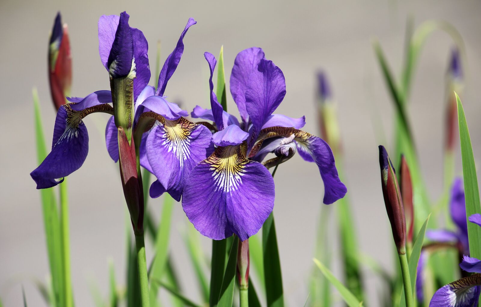 Canon EOS 550D (EOS Rebel T2i / EOS Kiss X4) sample photo. Iris, flower, garden photography