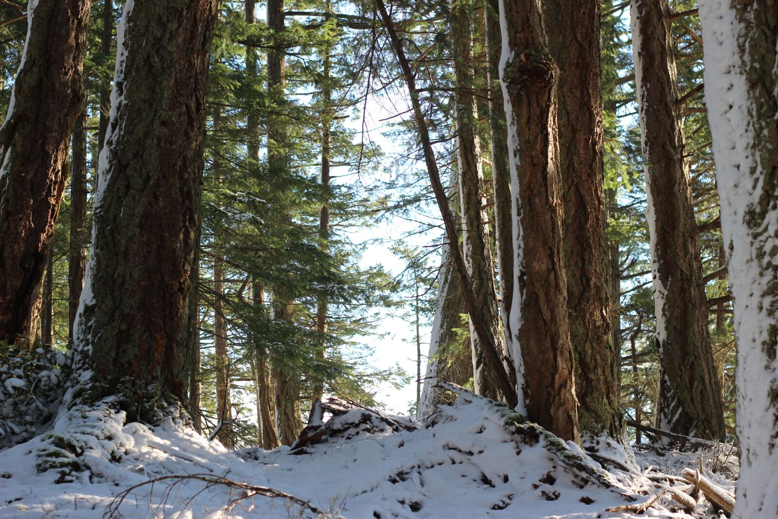 Canon EOS 600D (Rebel EOS T3i / EOS Kiss X5) + Canon EF 50mm F1.8 II sample photo. Woods, winter, path photography