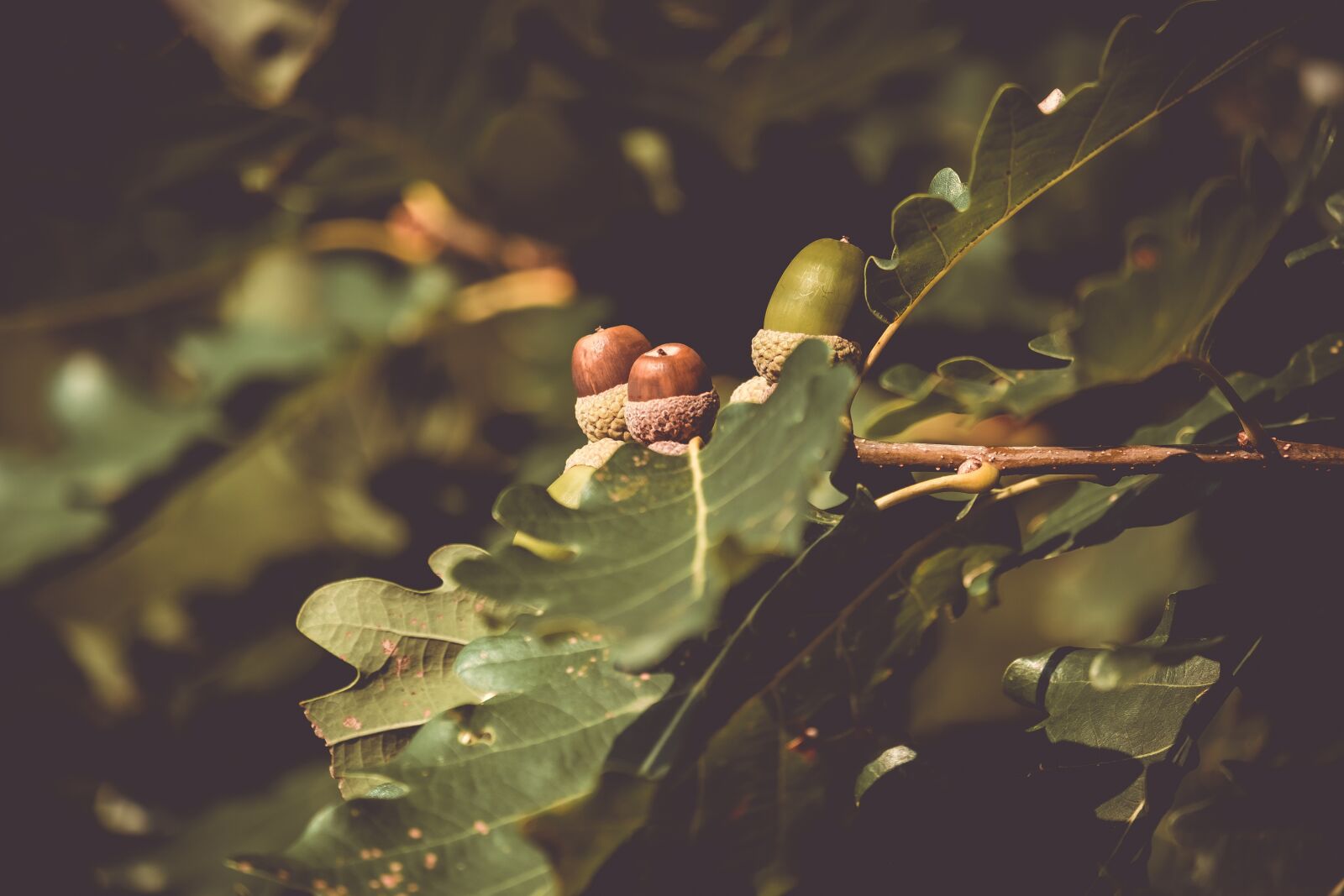 Fujifilm X-T30 sample photo. Acorns, acorn, oak leaves photography