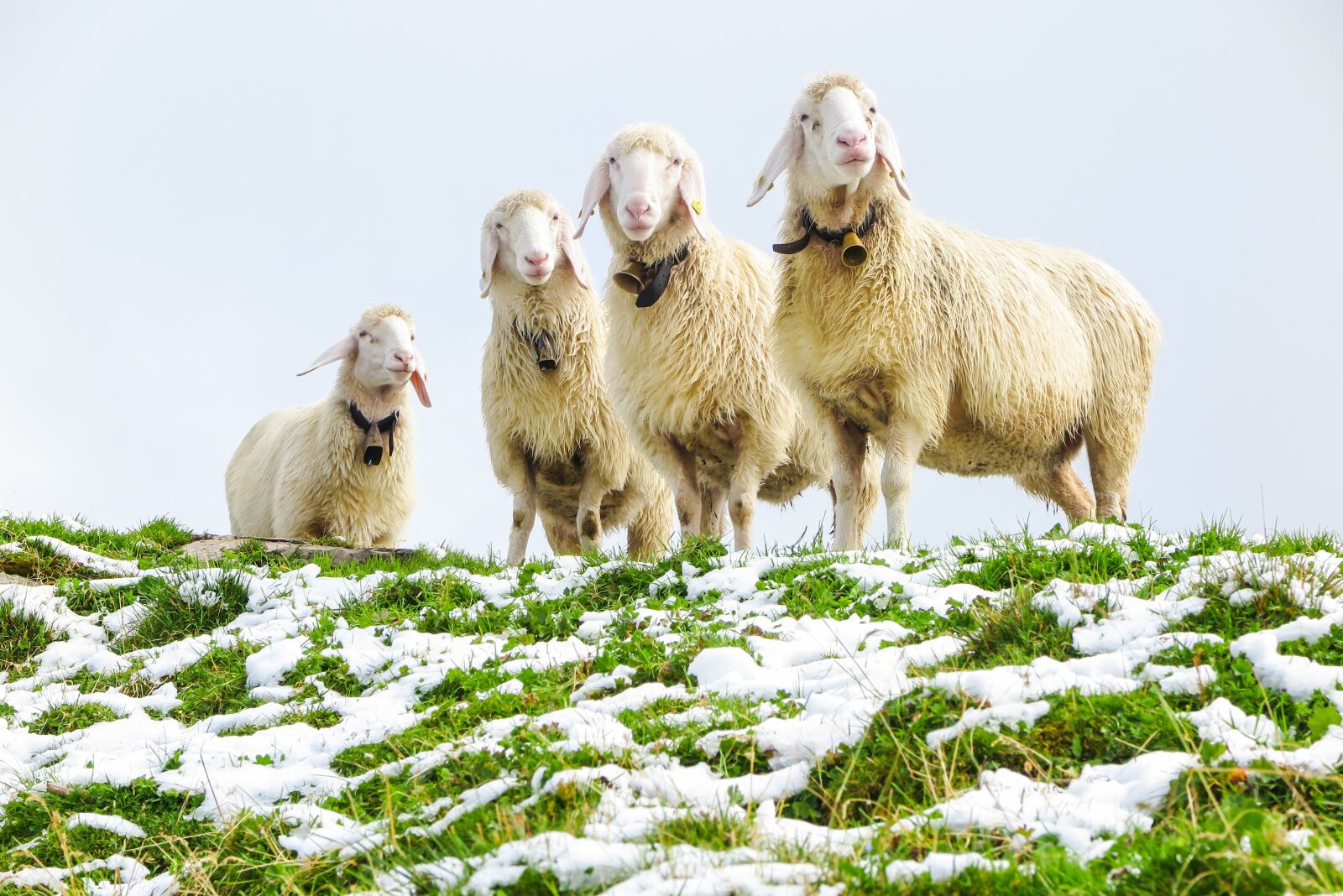Canon PowerShot G1 X Mark II sample photo. Sheep, sheep cold, snow photography