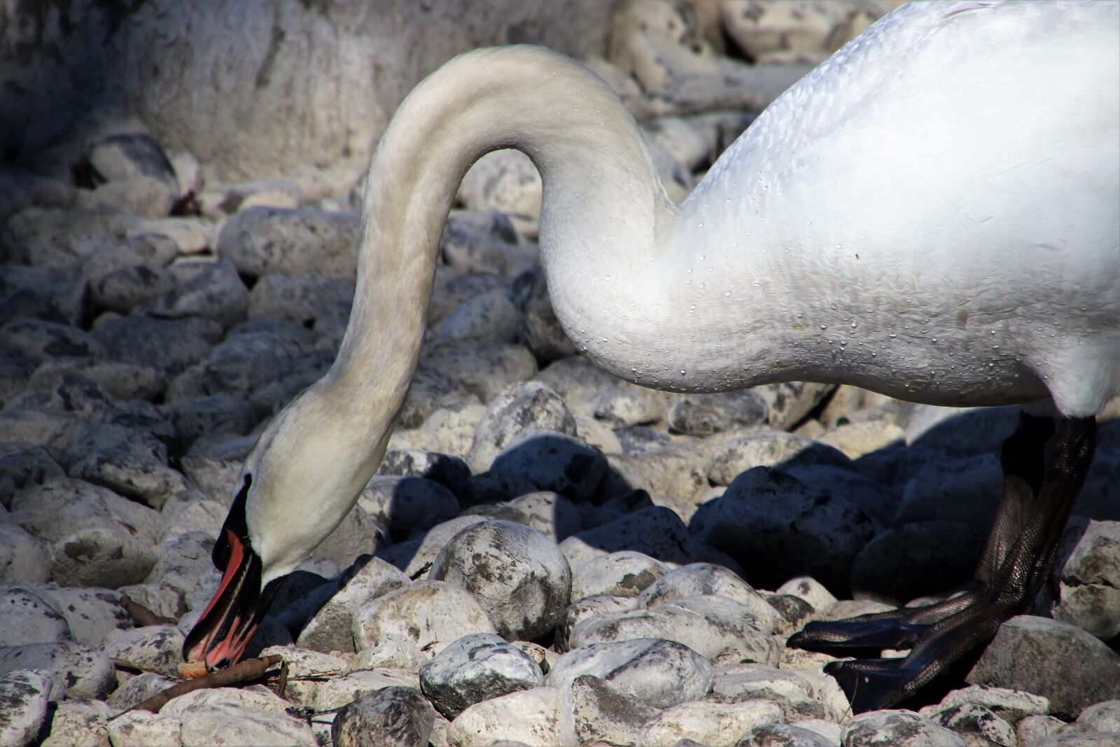 Canon EOS 80D sample photo. The stones, bird, swan photography