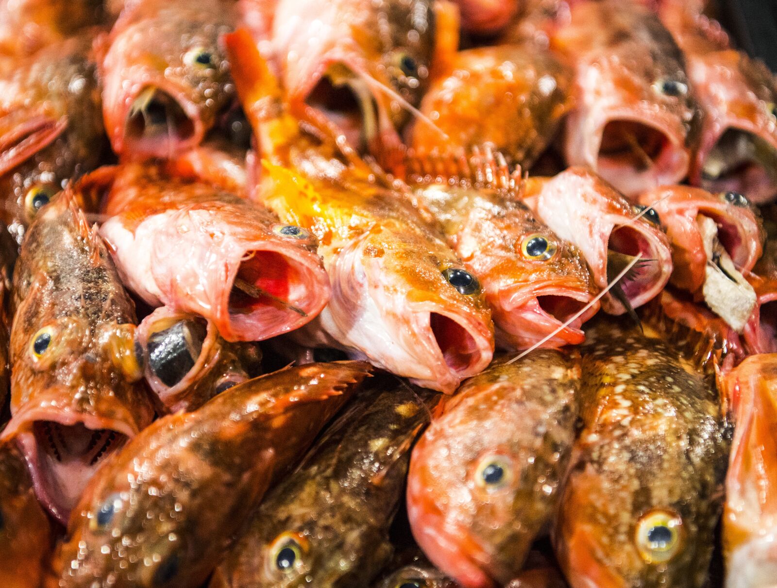 Nikon D5 sample photo. Fishery, fish, and boo photography