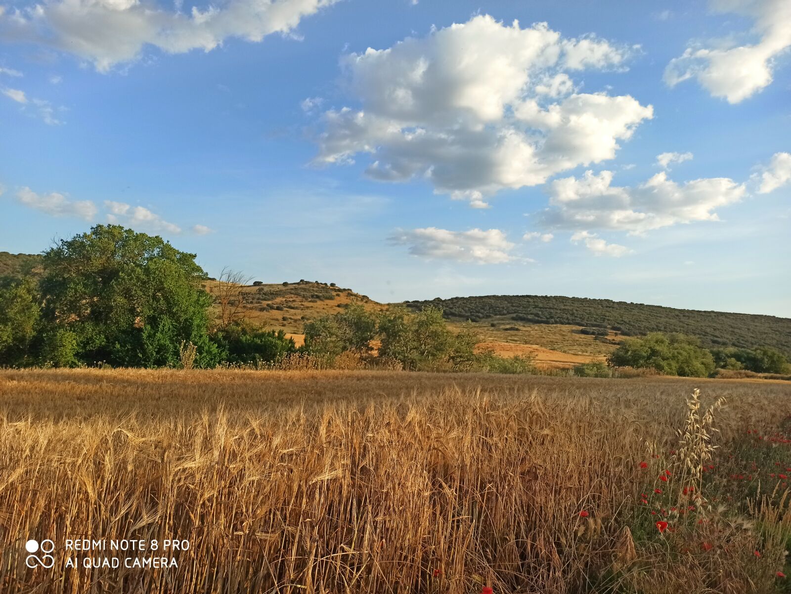 Xiaomi Redmi Note 8 Pro sample photo
