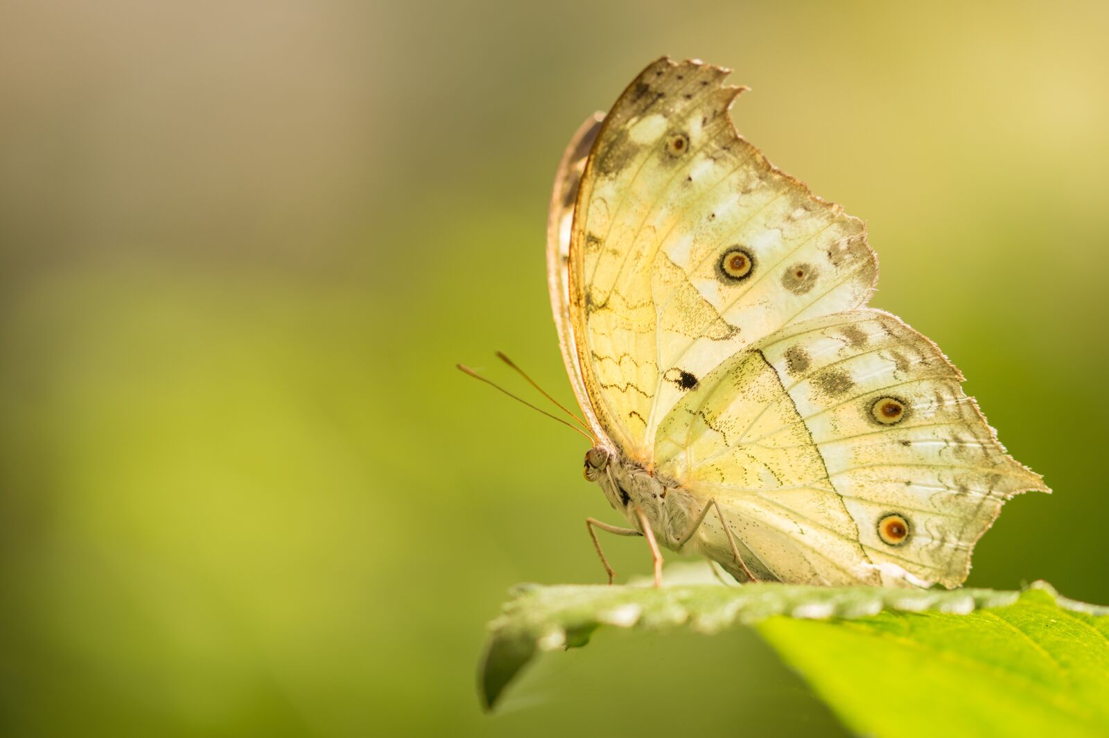 Sony SLT-A58 + 105mm F2.8 sample photo. Butterfly, macro, nature photography