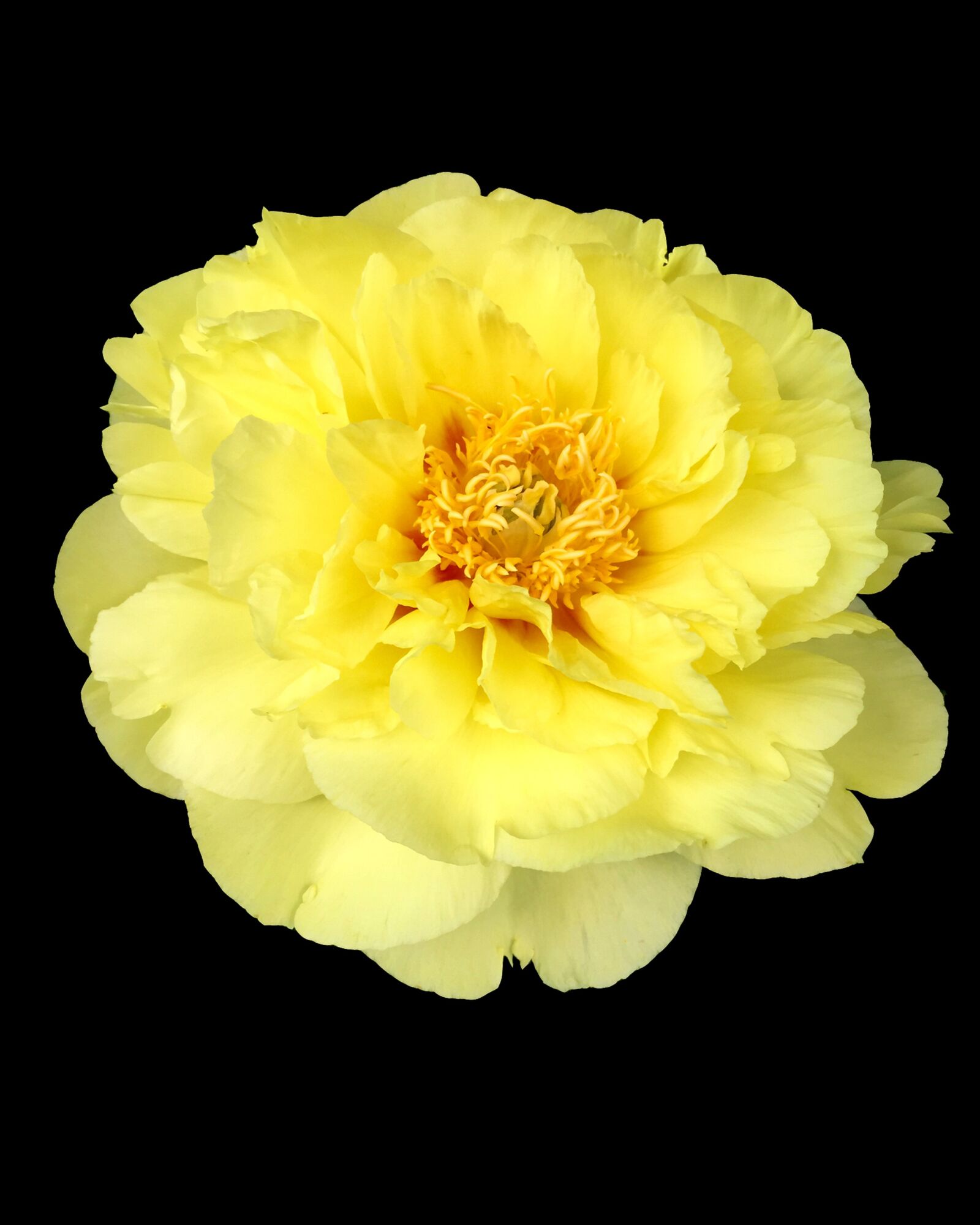 iPhone 6 back camera 4.15mm f/2.2 sample photo. Flower, peony, yellow photography