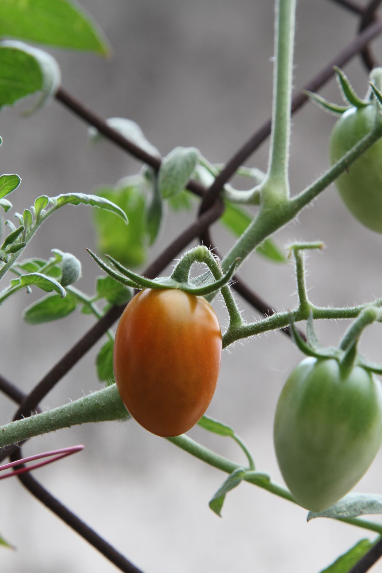 Canon EOS 7D sample photo. Tomato, green, harvest photography