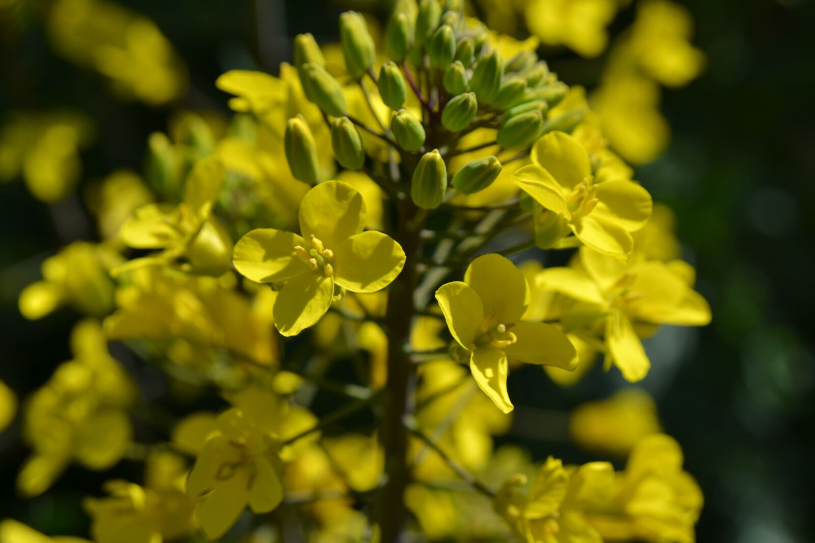 Nikon D3100 sample photo. Flowering kale, kale, nature photography