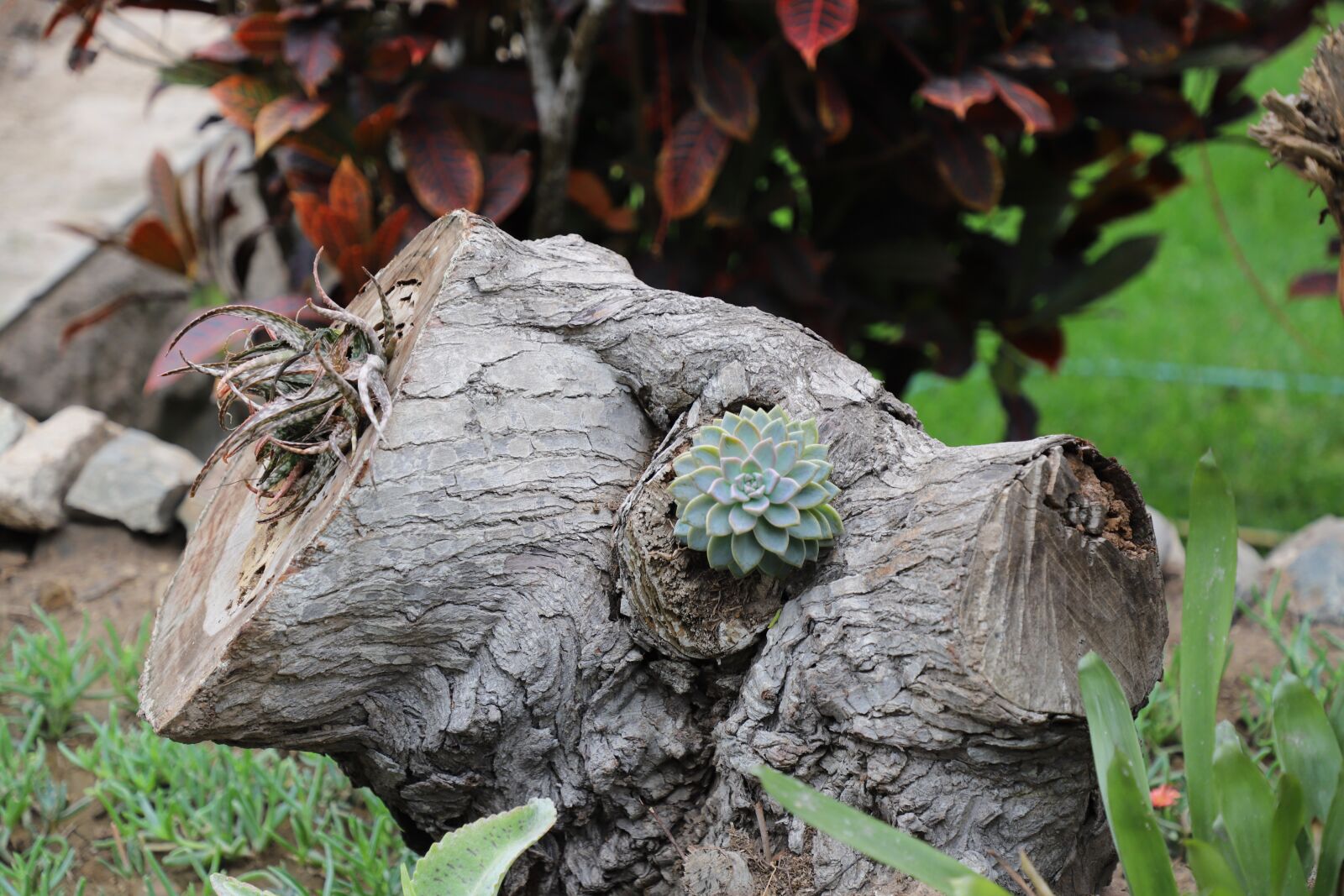 Canon EOS 6D Mark II sample photo. Succulent, nature, plant photography