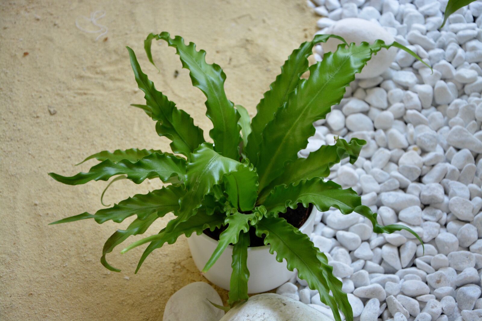 Nikon D5200 sample photo. Green plant, fern, green photography