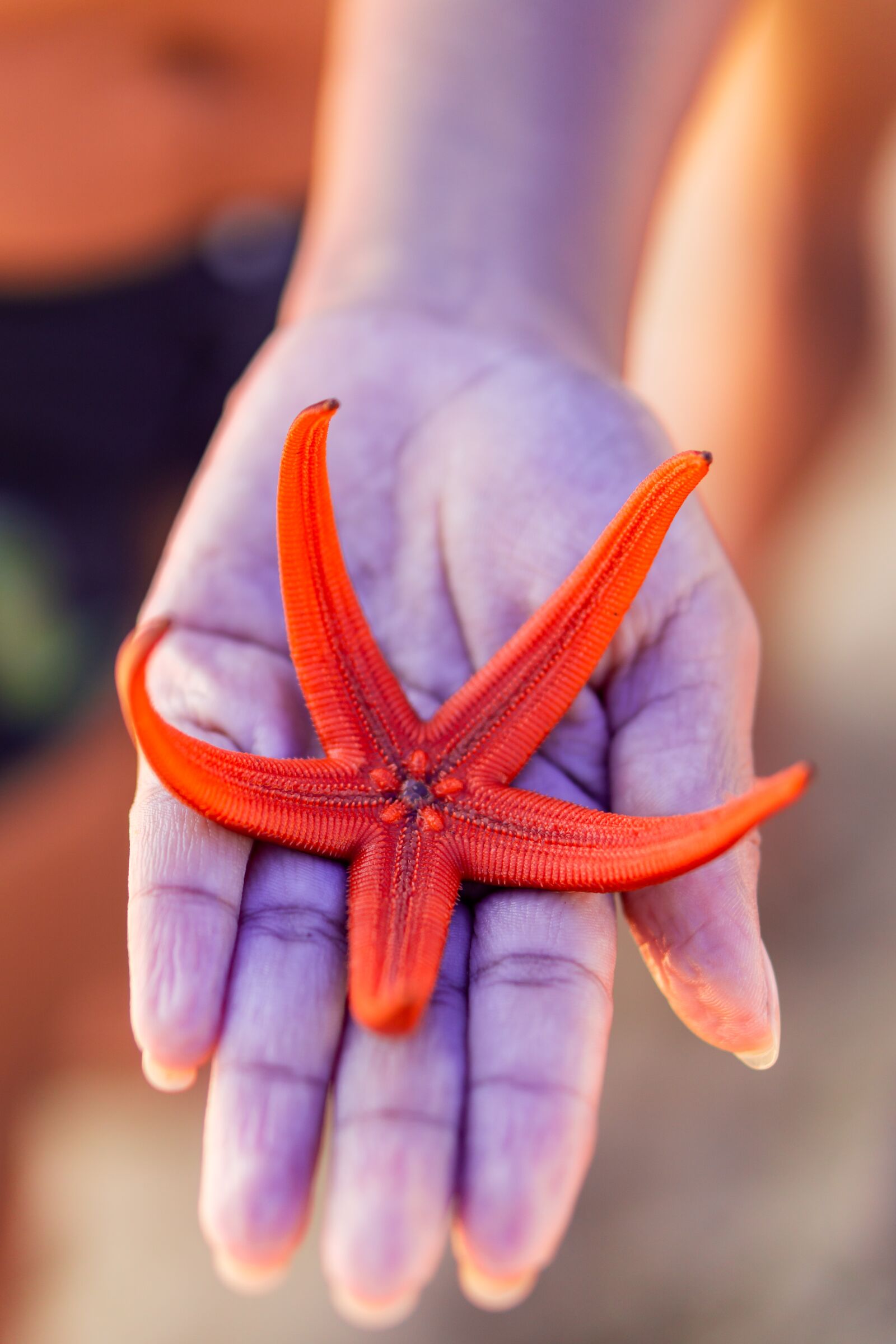 E 50mm F1.8 OSS sample photo. Star, starfish, sea photography