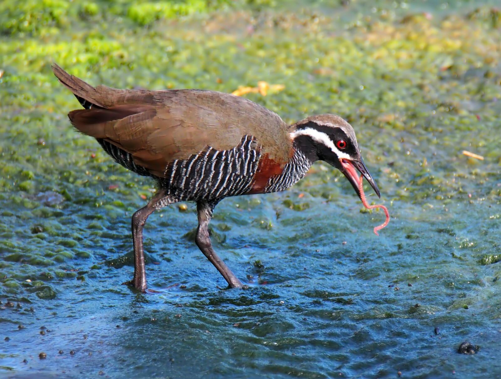Olympus OM-D E-M1 sample photo. Bird, wildlife, nature photography