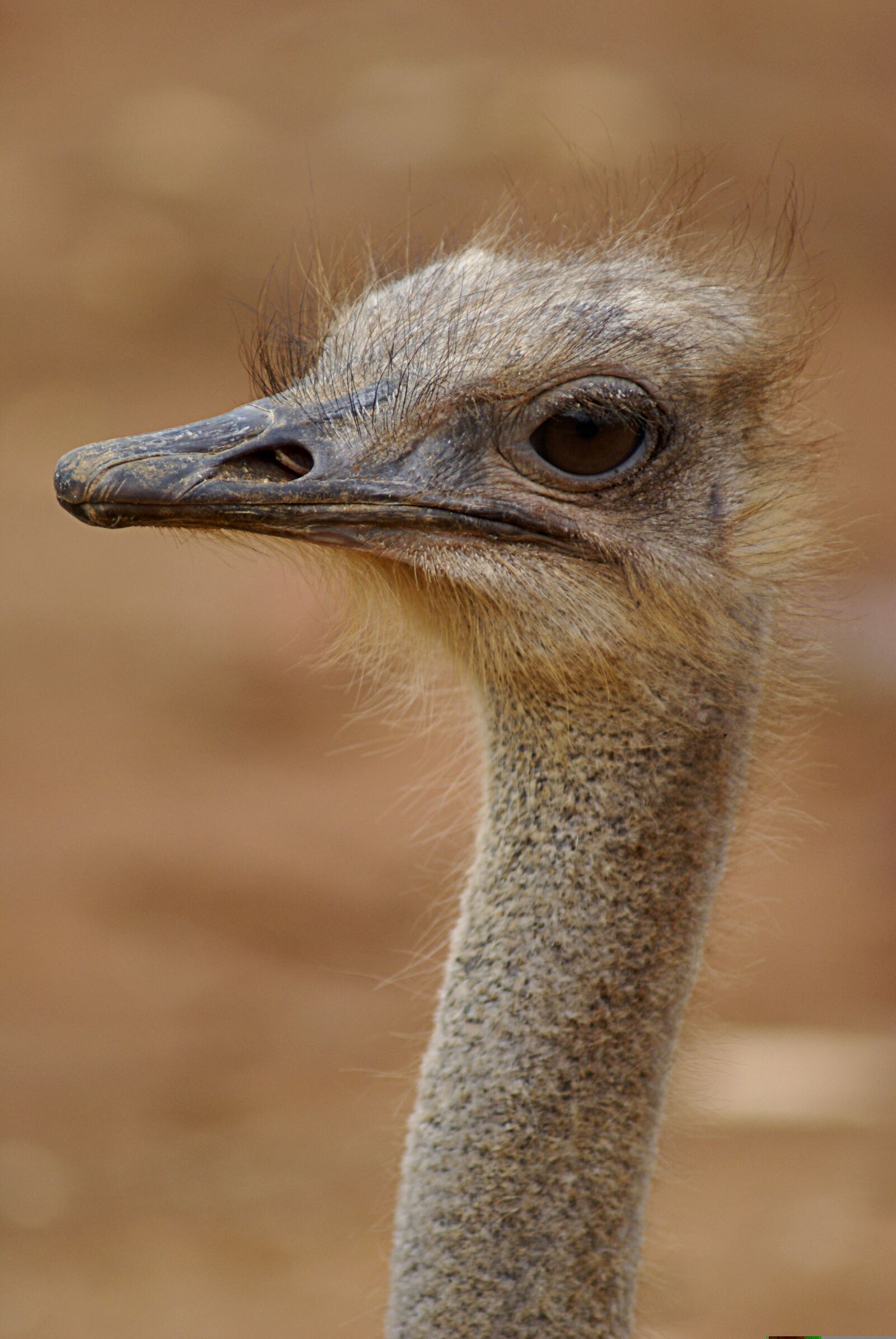 Sony Alpha DSLR-A100 sample photo. Ostrich, africa, animal photography