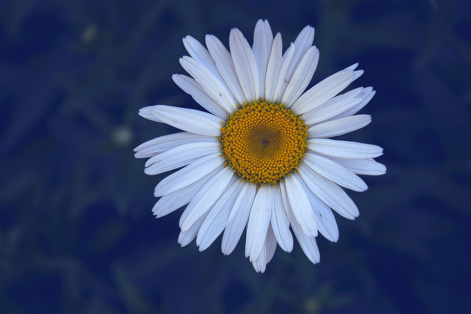 Nikon D3300 sample photo. Margaret, flower, summer photography