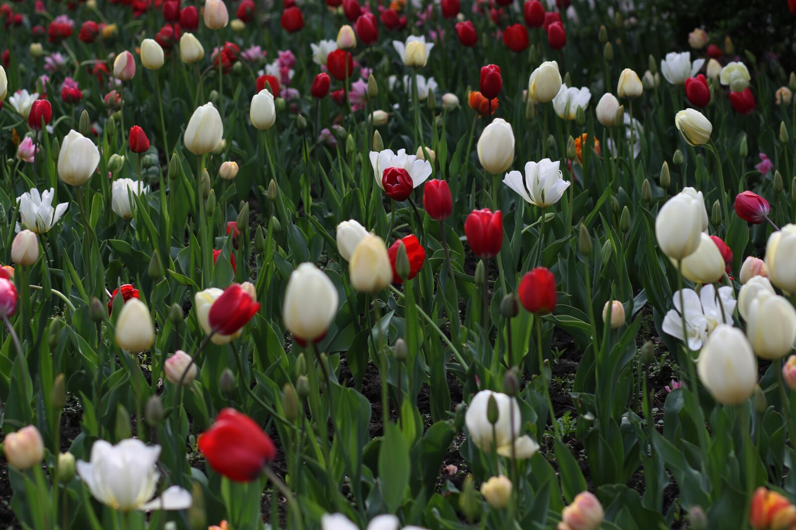 Canon EF 85mm F1.8 USM sample photo. Tulips, flowers, spring photography