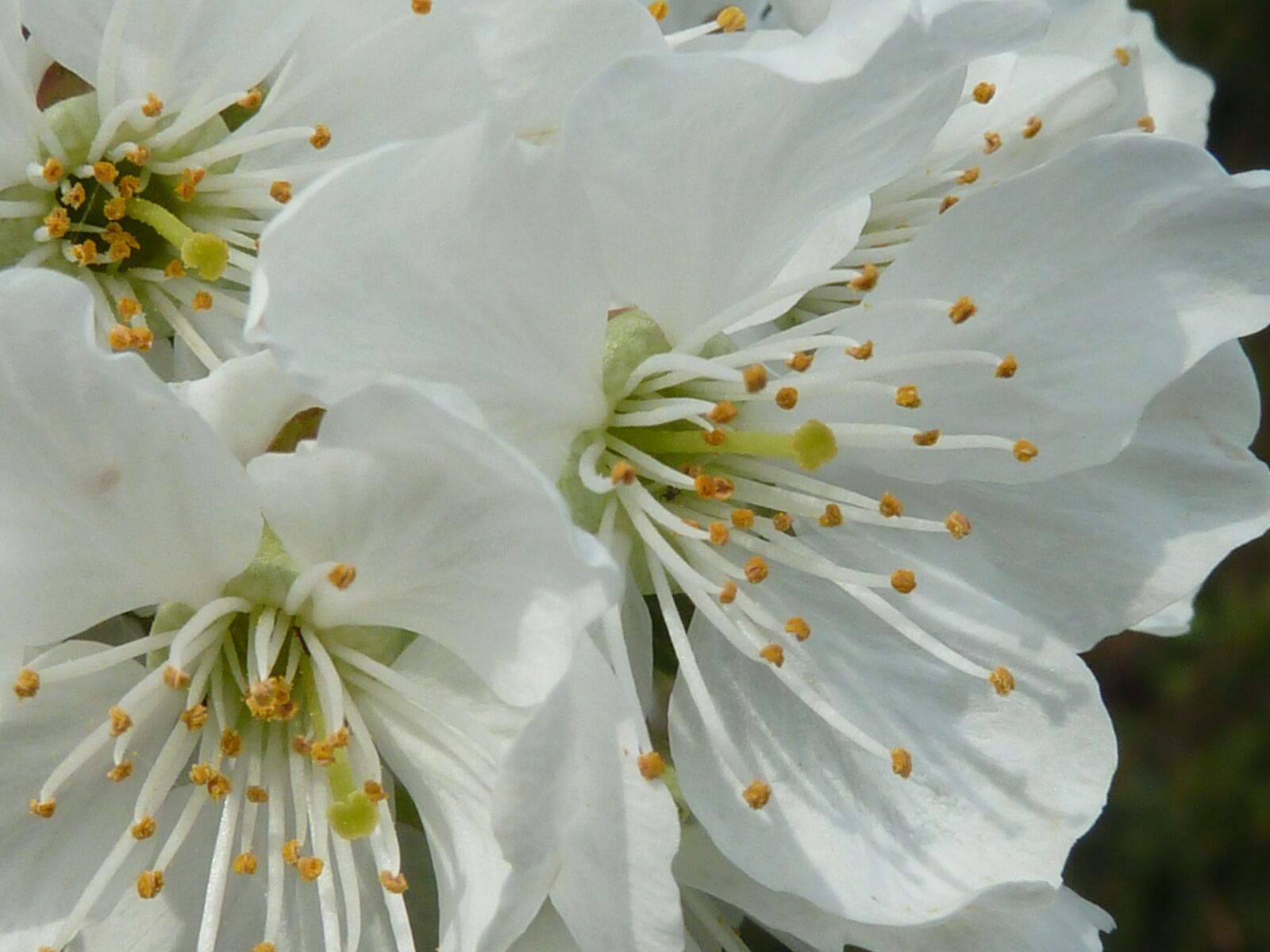 Panasonic Lumix DMC-ZS5 (Lumix DMC-TZ8) sample photo. Cherry blossom, white, spring photography