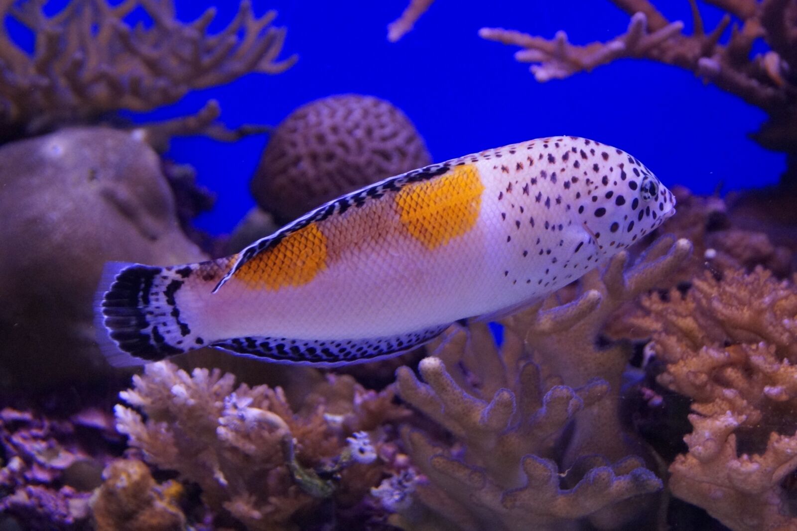 Sony DT 18-55mm F3.5-5.6 SAM II sample photo. Eilat, aquarium, fish photography