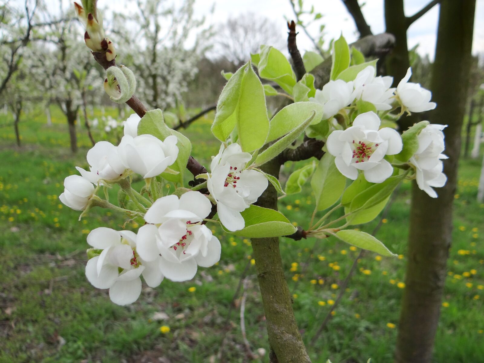 Sony DSC-HX200V sample photo. Tree, branch, flower photography