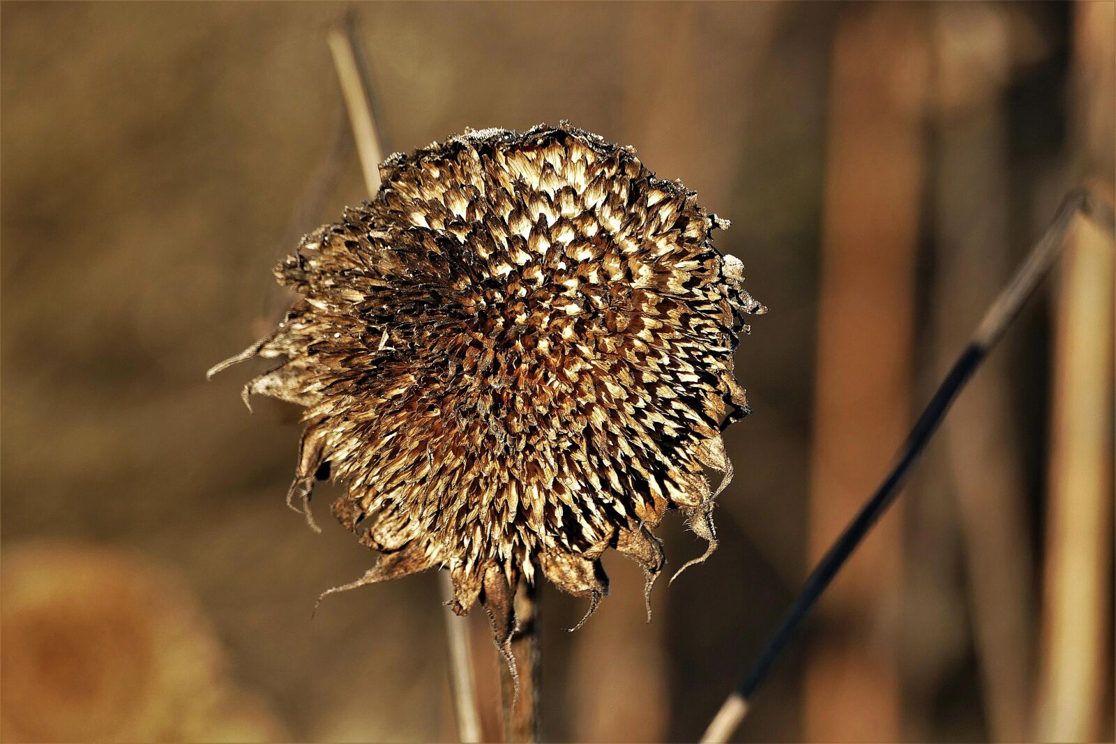 Panasonic Lumix DMC-FZ1000 sample photo. Sunflower, withers, dry photography