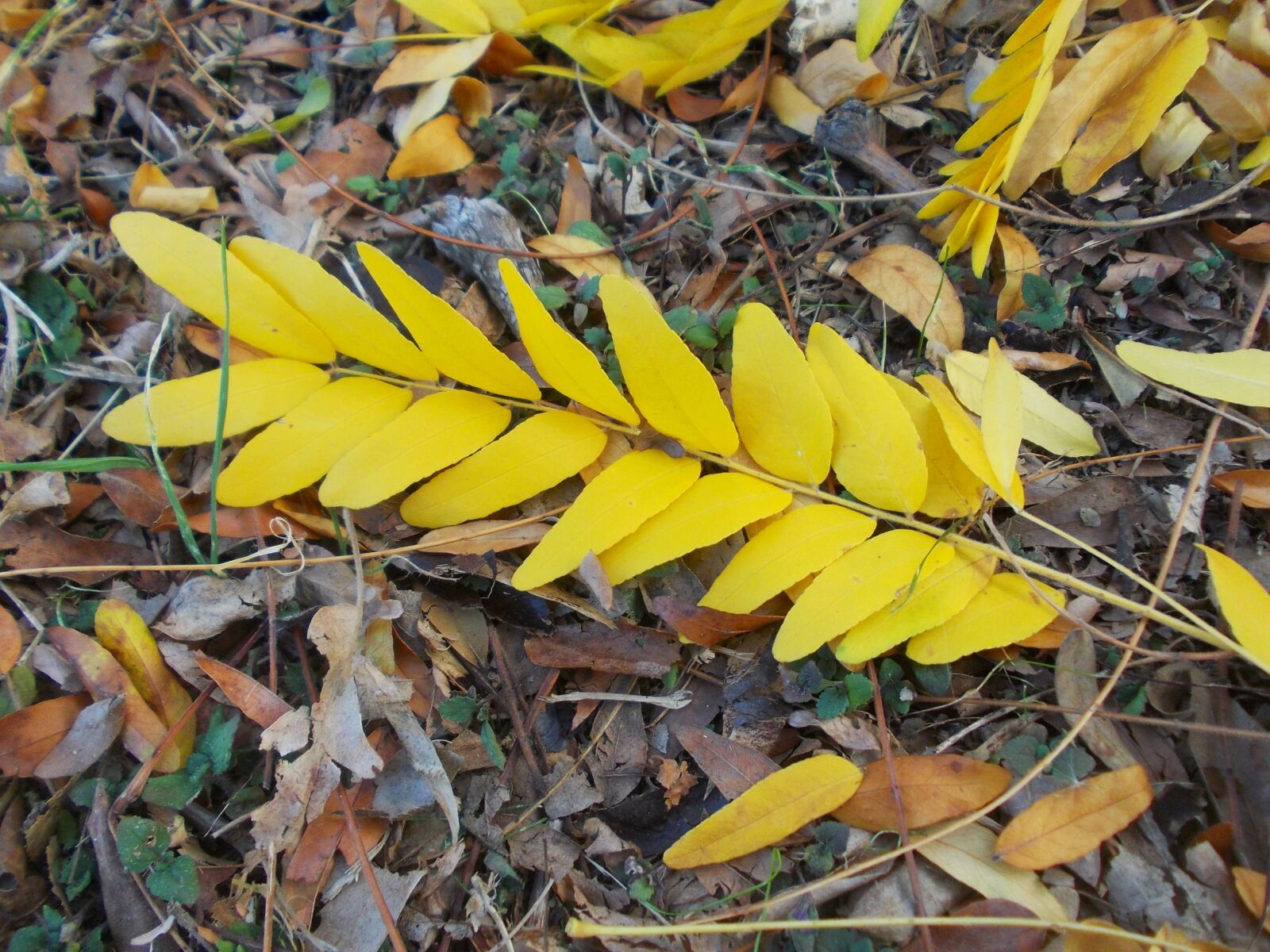 Nikon COOLPIX L25 sample photo. Nature, leaves, autumn photography