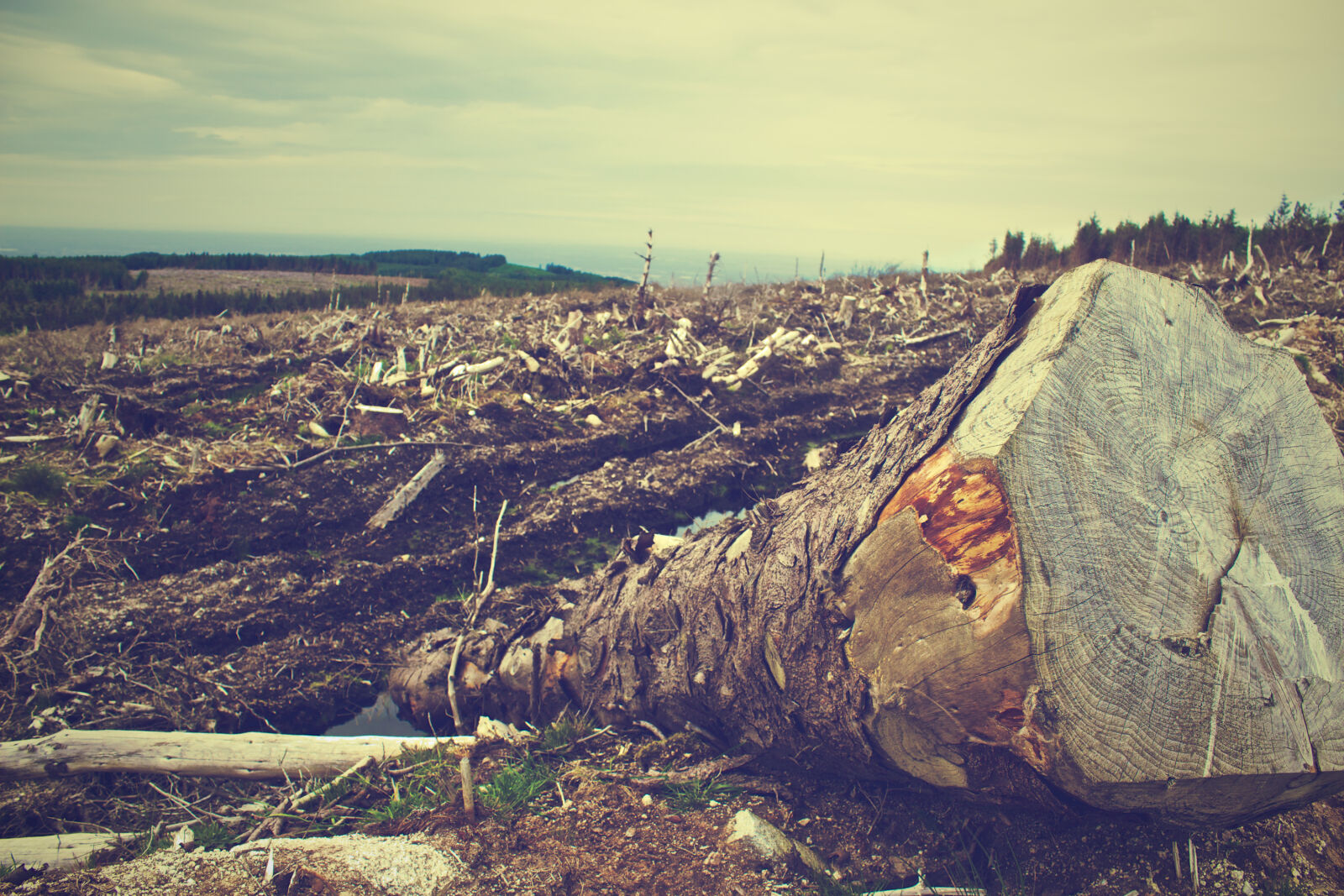 Canon EOS 650D (EOS Rebel T4i / EOS Kiss X6i) sample photo. Clearing, desolation, destruction, fallen photography