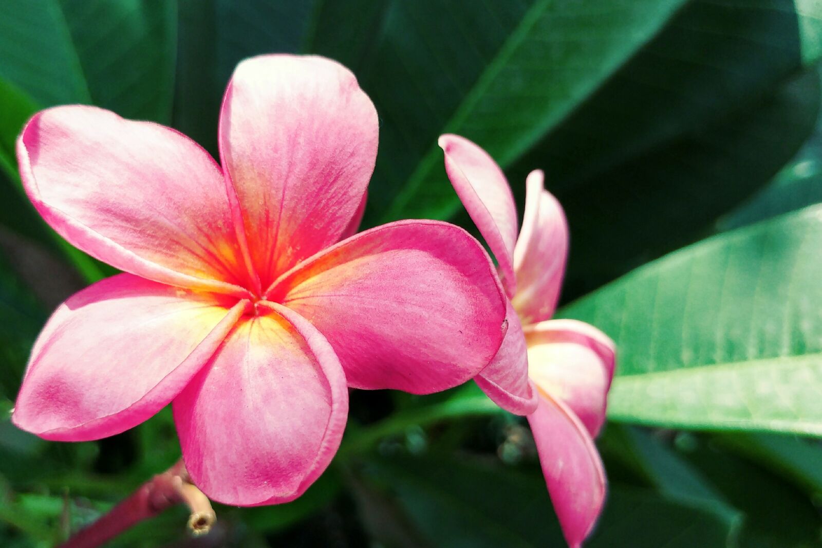 LG G5 sample photo. Plumeria, frangipani, reddish petal photography