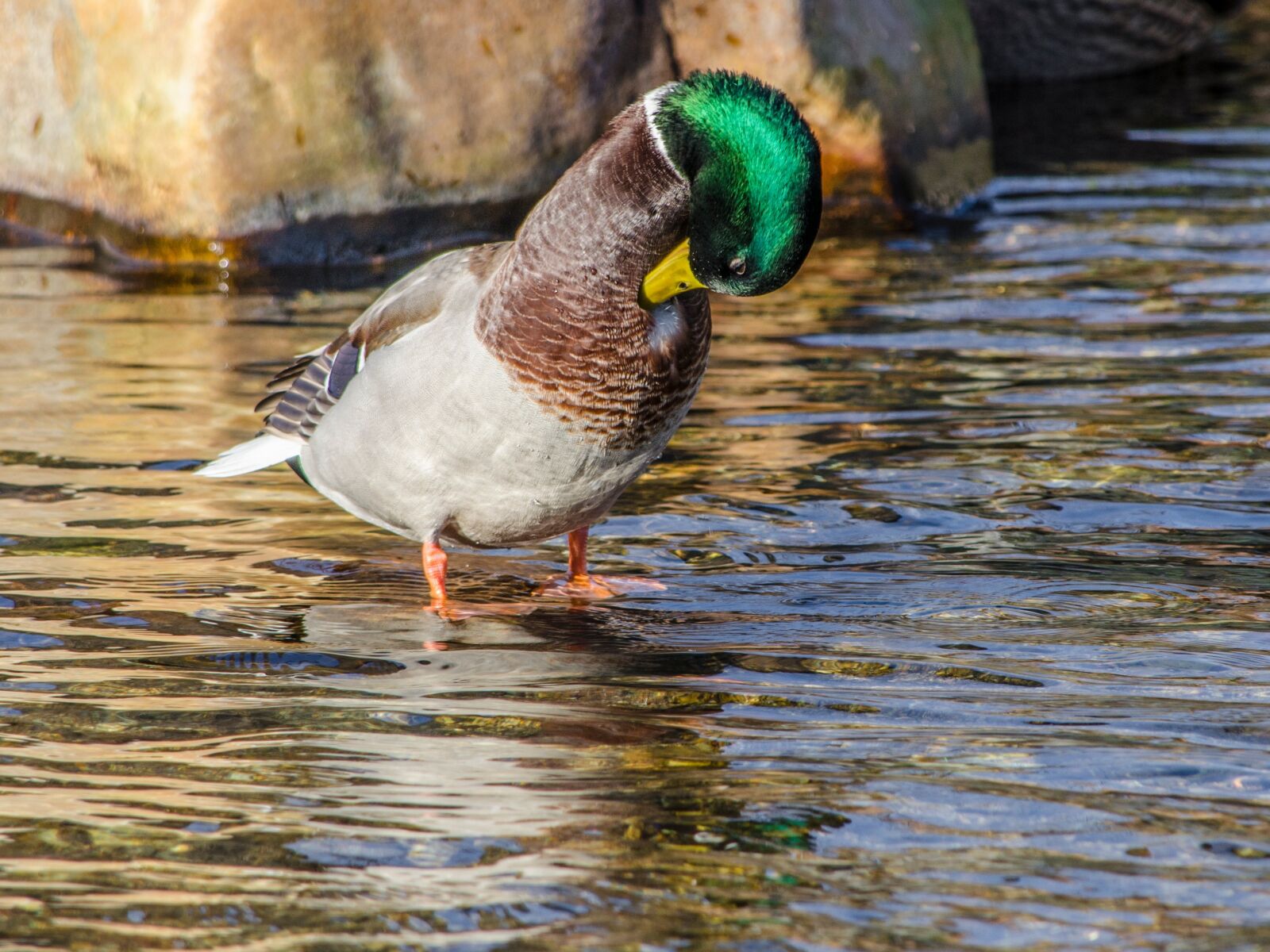 Nikon D5100 sample photo. A mallard duck, animals photography