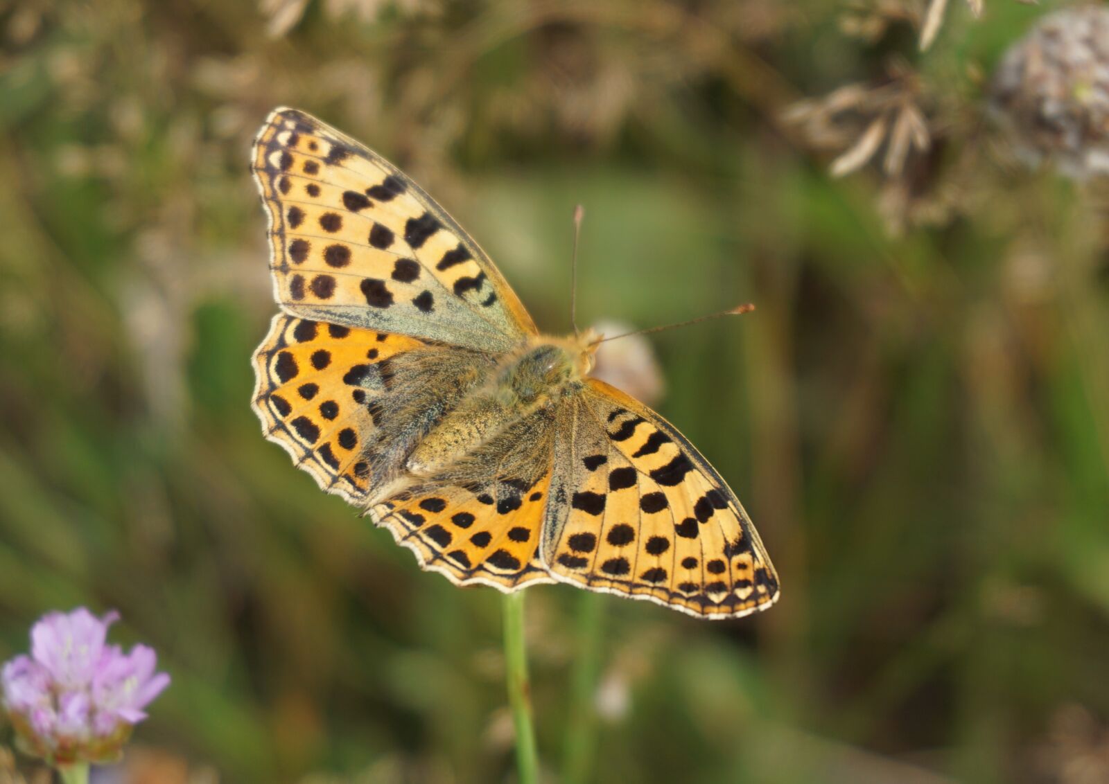 Sony a6000 sample photo. Butterfly, insect, close up photography