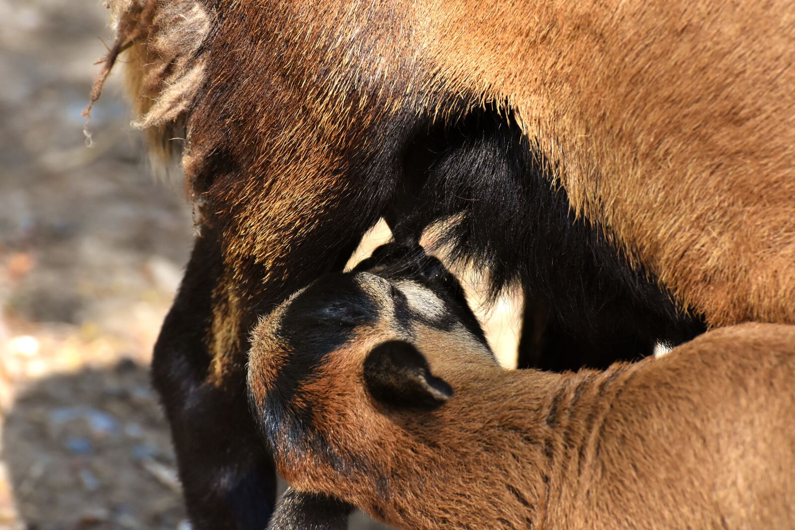 Nikon D7200 sample photo. Mama, young, suckle photography