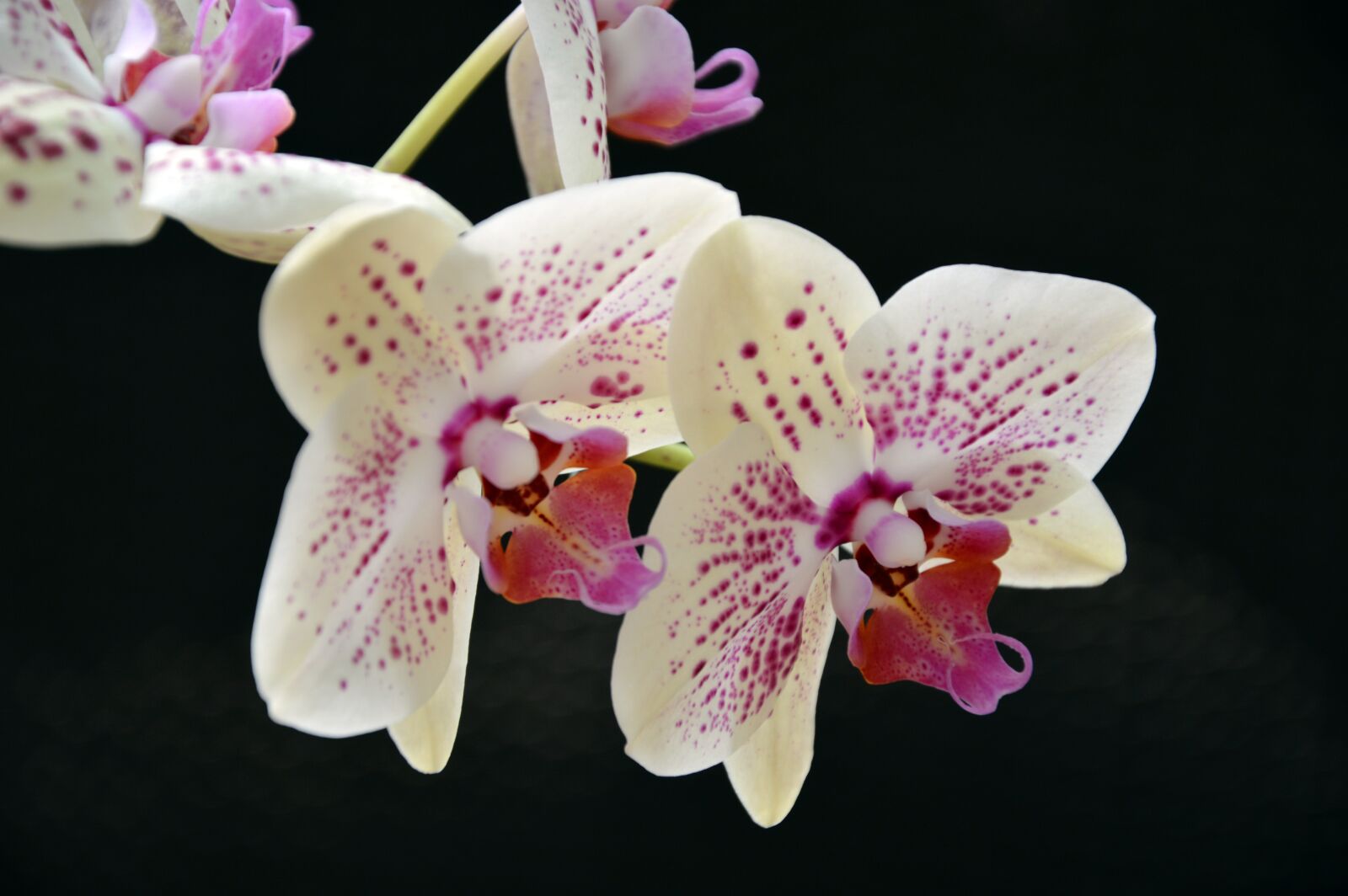 Nikon D3200 sample photo. Orchid, phalaenopsis, butterfly orchid photography