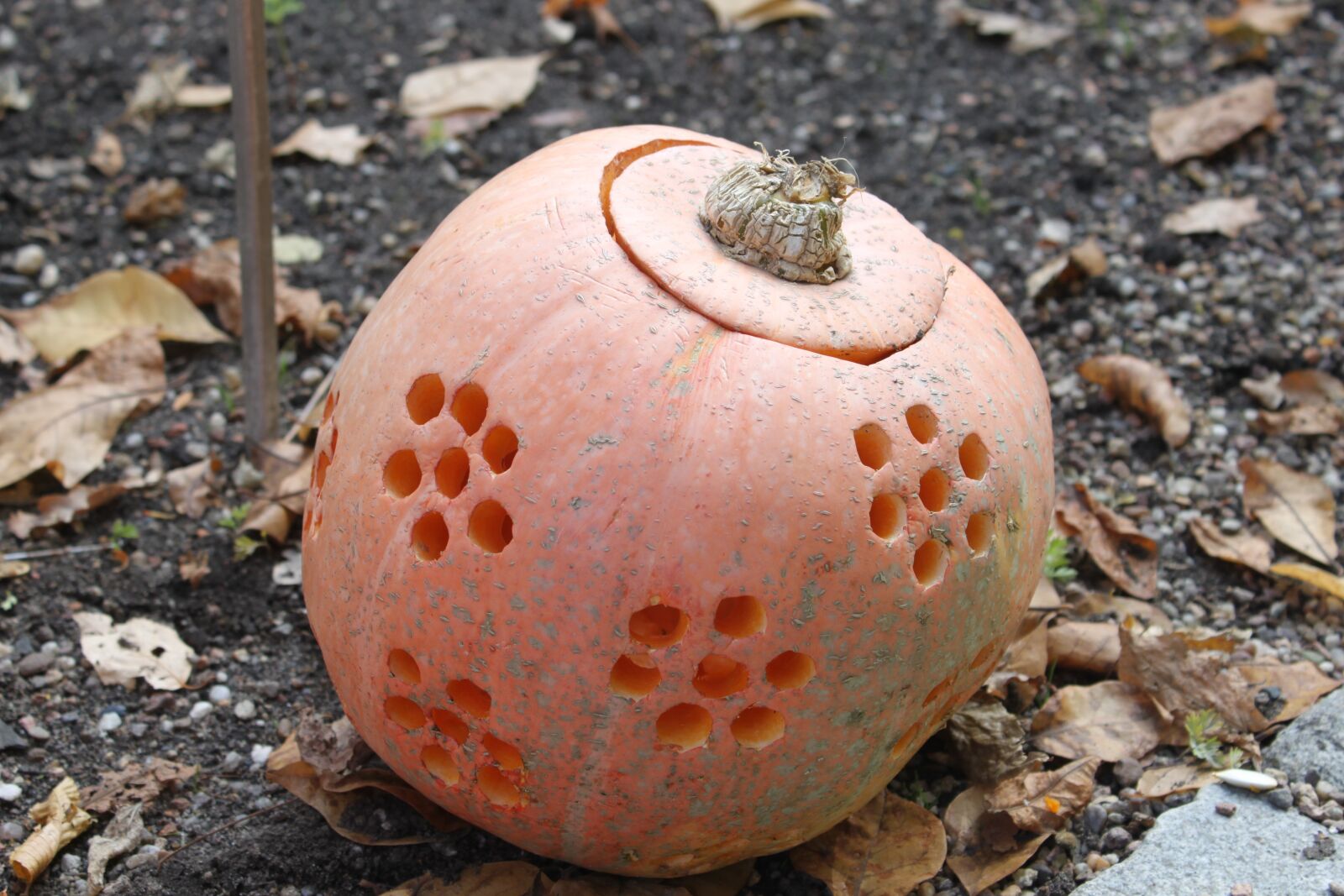 Canon EOS 500D (EOS Rebel T1i / EOS Kiss X3) sample photo. Pumpkin, lantern, halloween photography