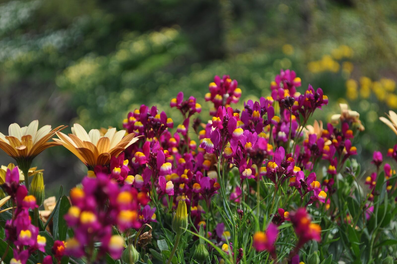 Nikon D5000 sample photo. Flowers, purple, garden photography