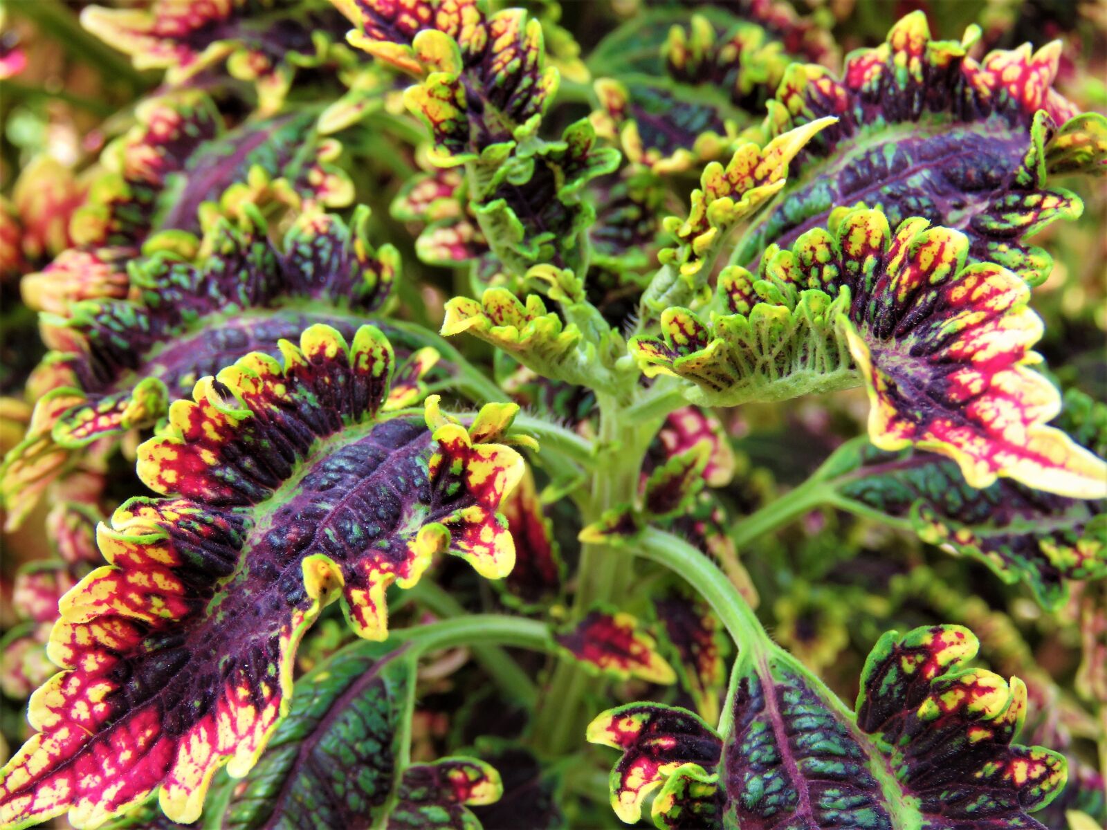 Canon PowerShot SX60 HS sample photo. Coleus, plant, garden photography