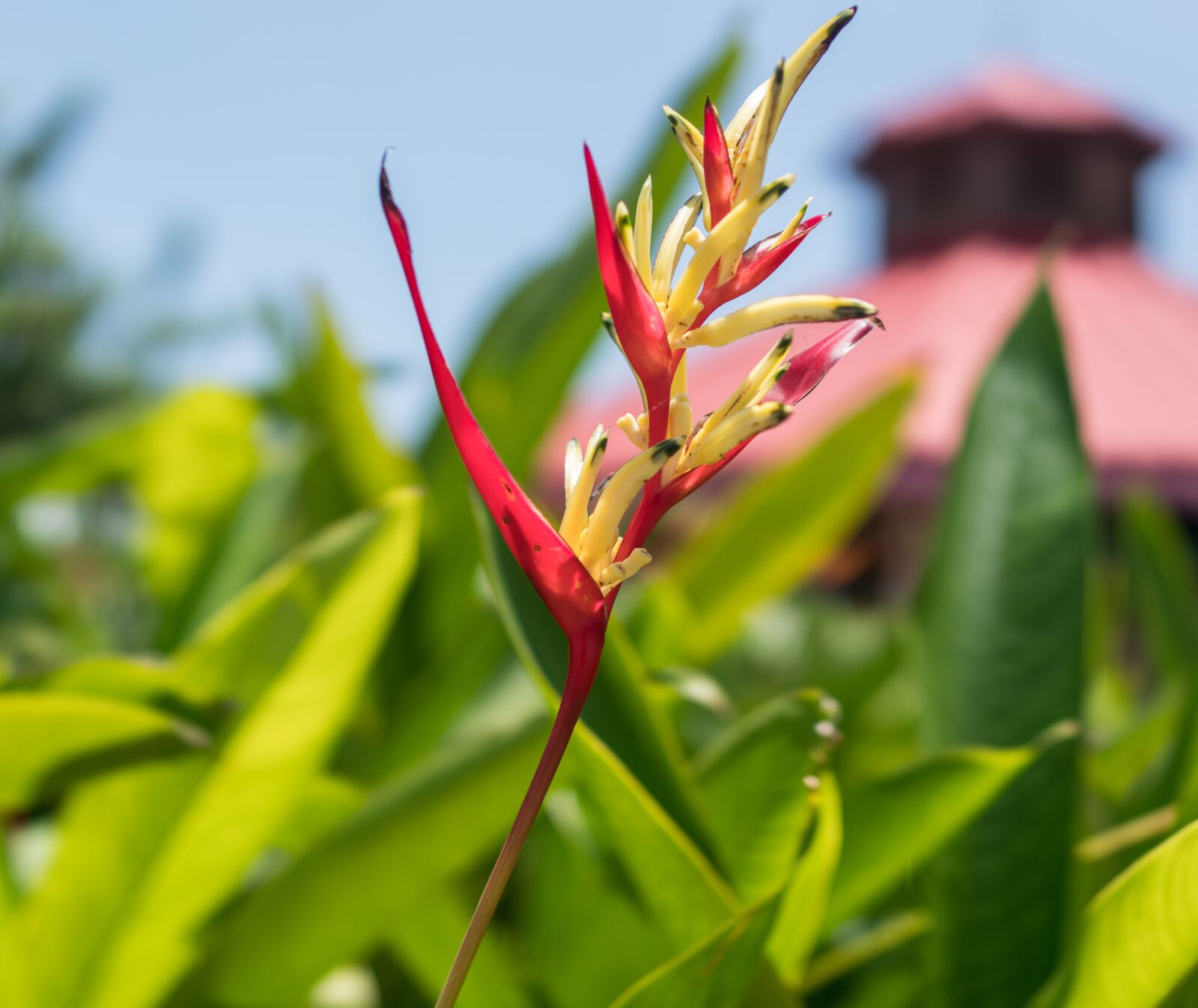 35mm F2.0 sample photo. Heliconia psittacorum, st, vincent photography