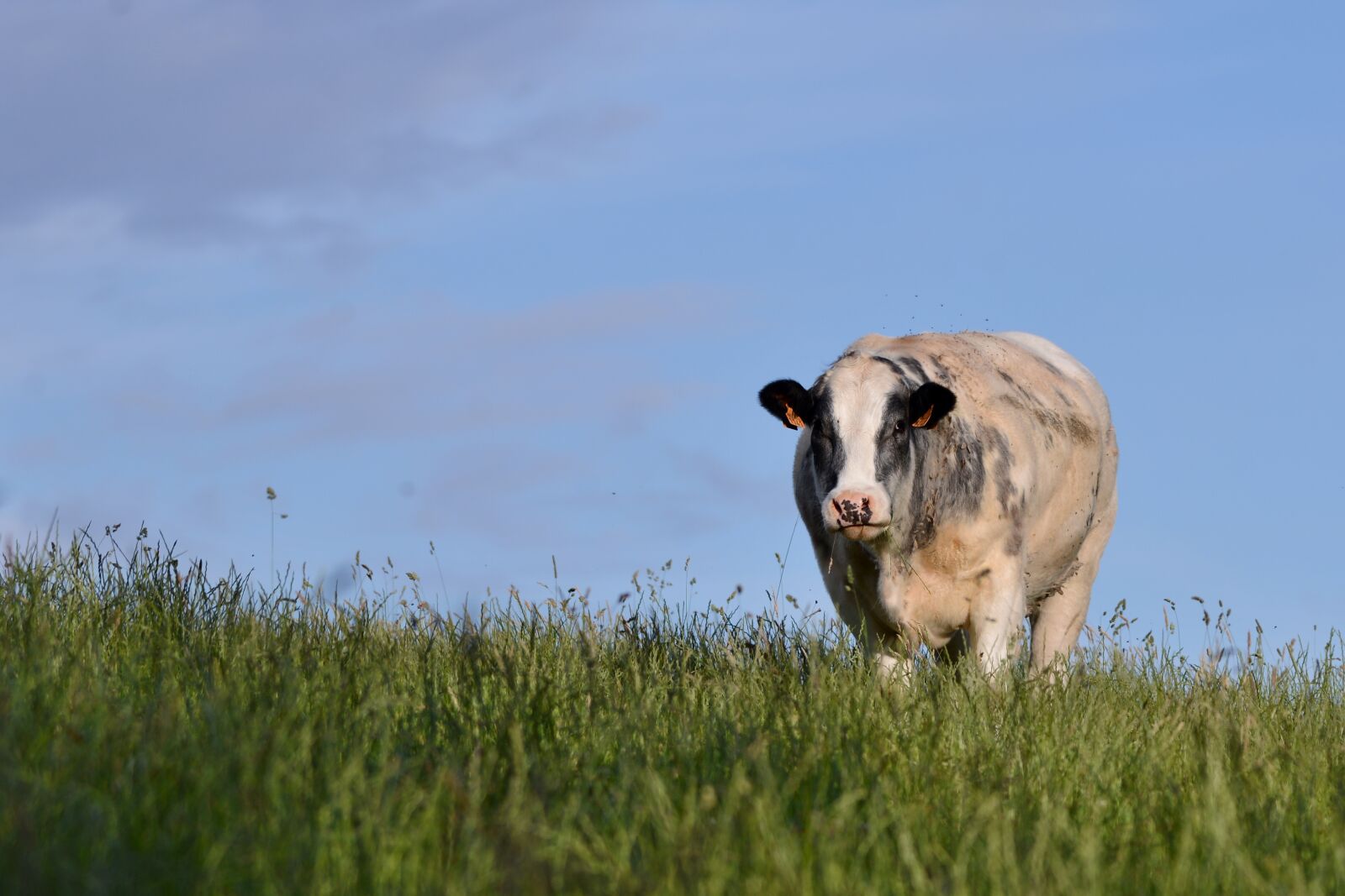 Nikon D600 sample photo. Cow, belgian blue, mammal photography