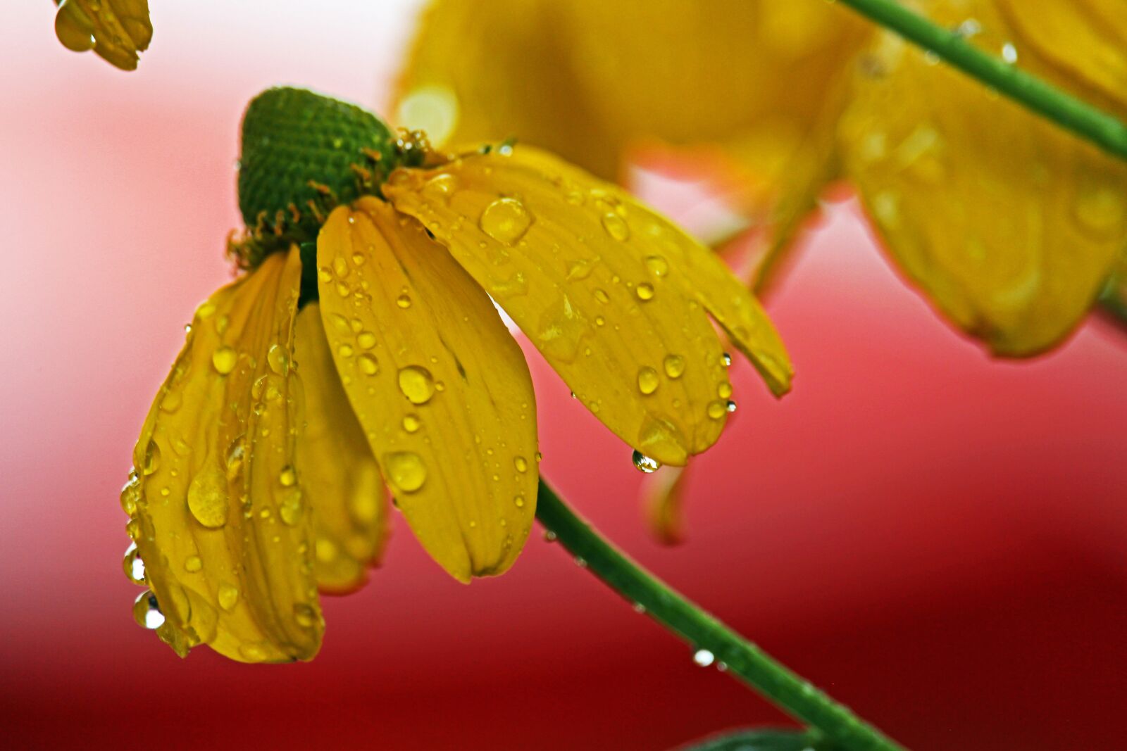 Canon EF-S 55-250mm F4-5.6 IS STM sample photo. Coneflower, summer, flower photography