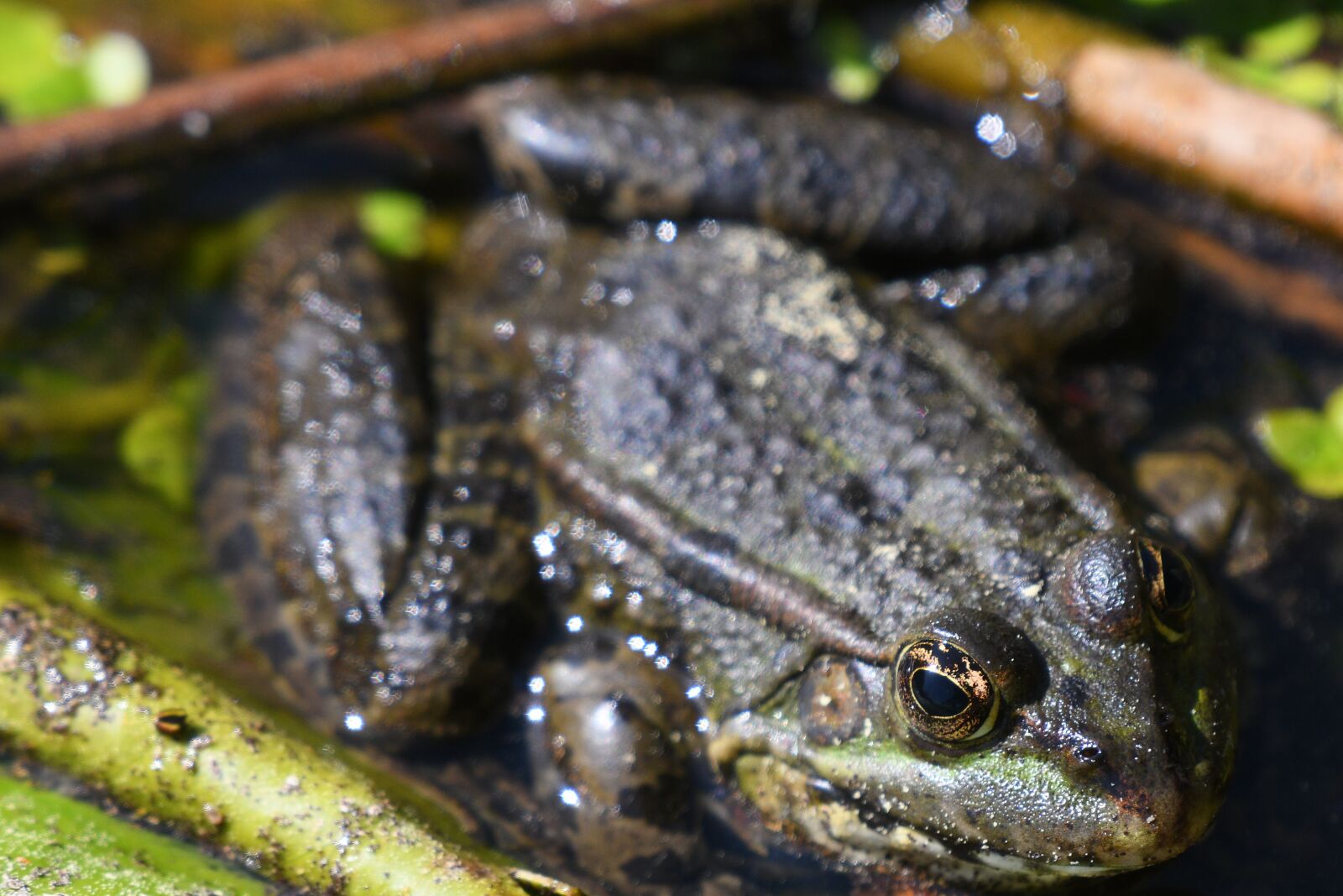 Nikon D500 sample photo. Nature, amphibian, animal photography