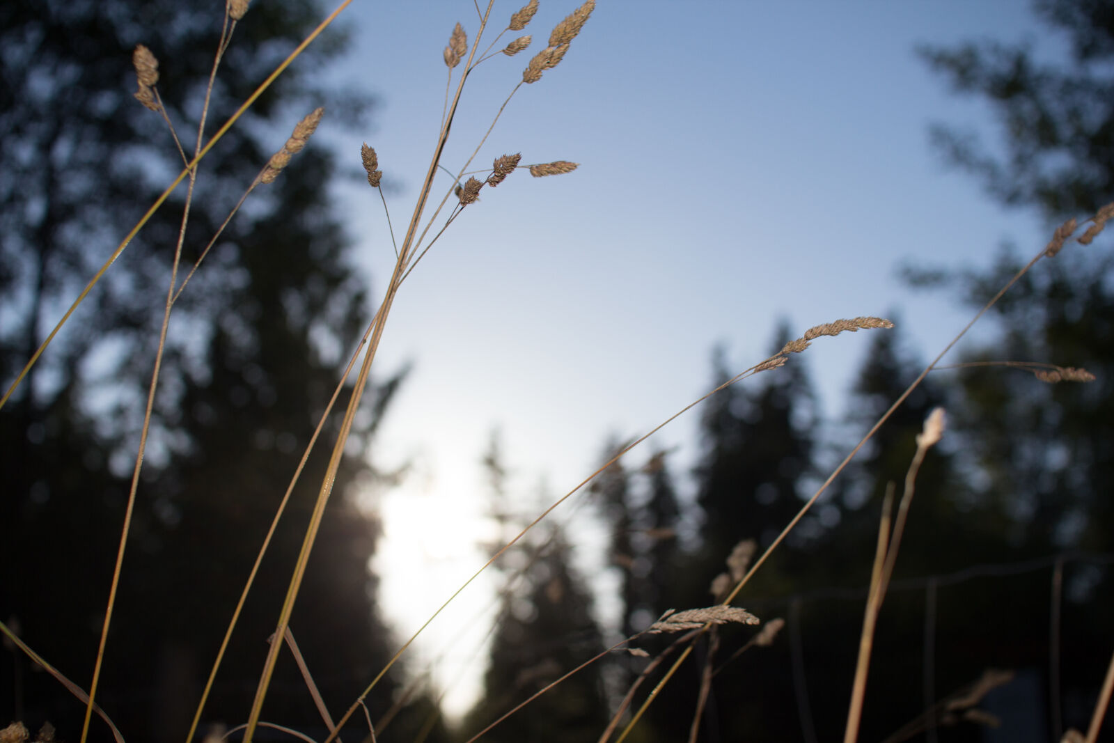 Sigma 30mm F1.4 EX DC HSM sample photo. Depth, of, field, dof photography