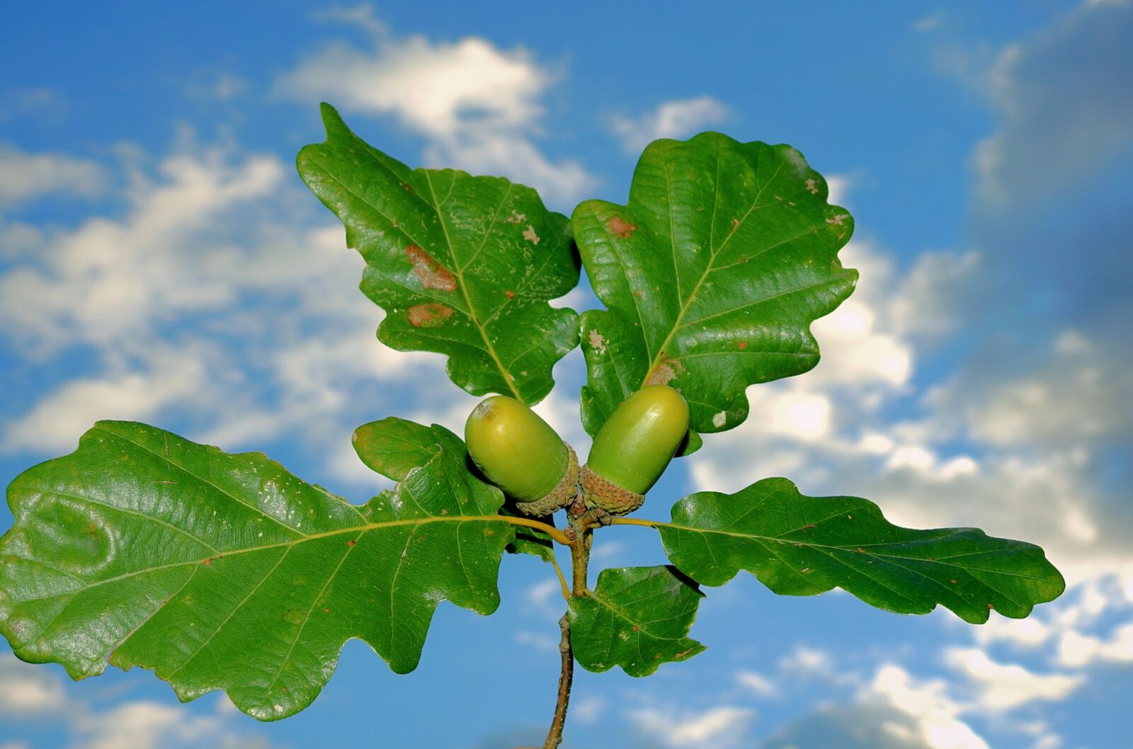 Nikon Coolpix P900 sample photo. Acorns, sky, clouds photography