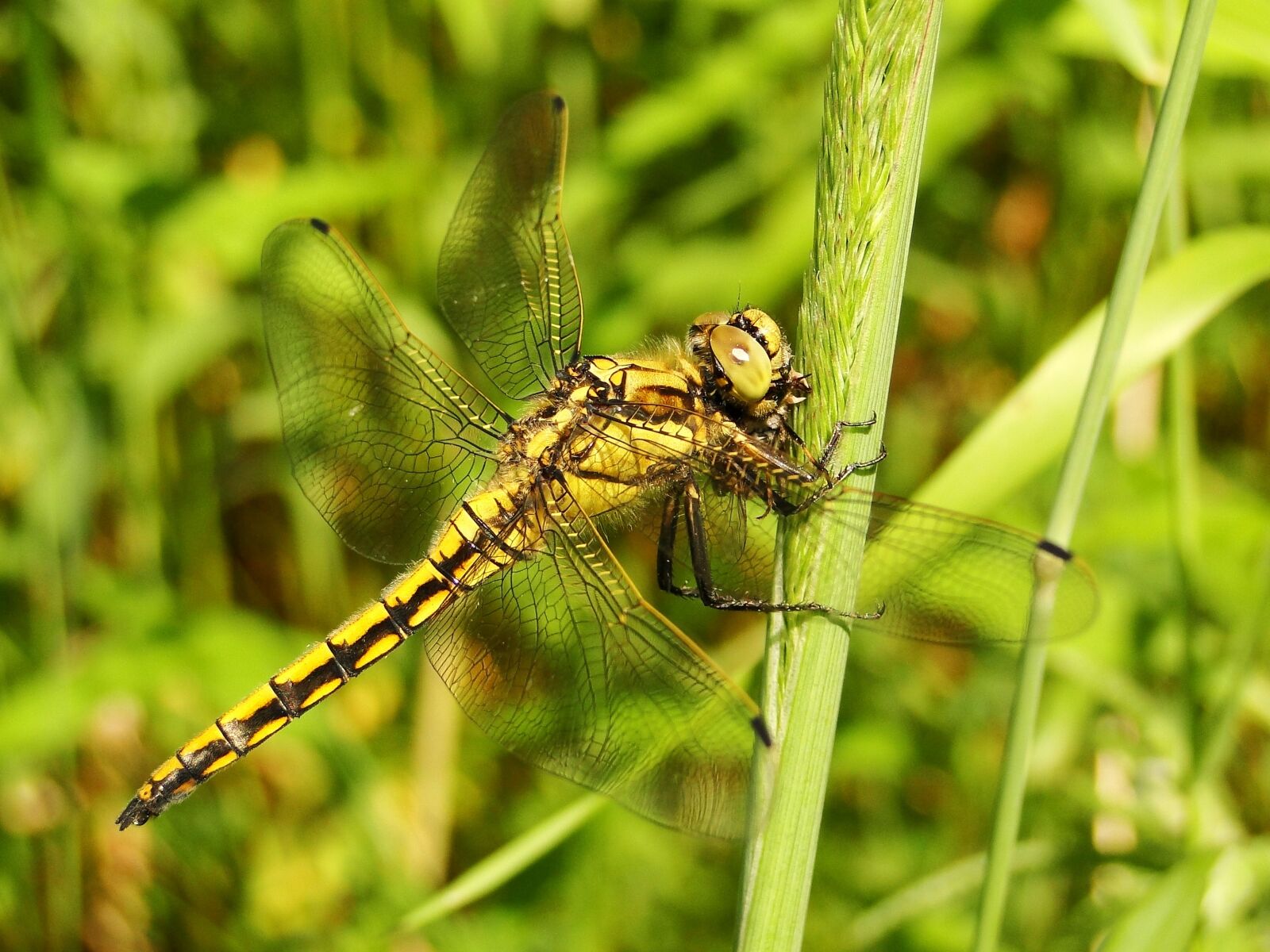 Sony Cyber-shot DSC-HX1 sample photo. Insect, nature, dragonflies r photography