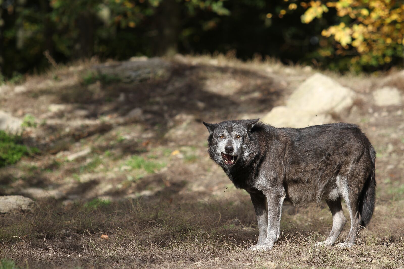 Canon EOS 7D sample photo. Wolf, timberwolf, predator photography